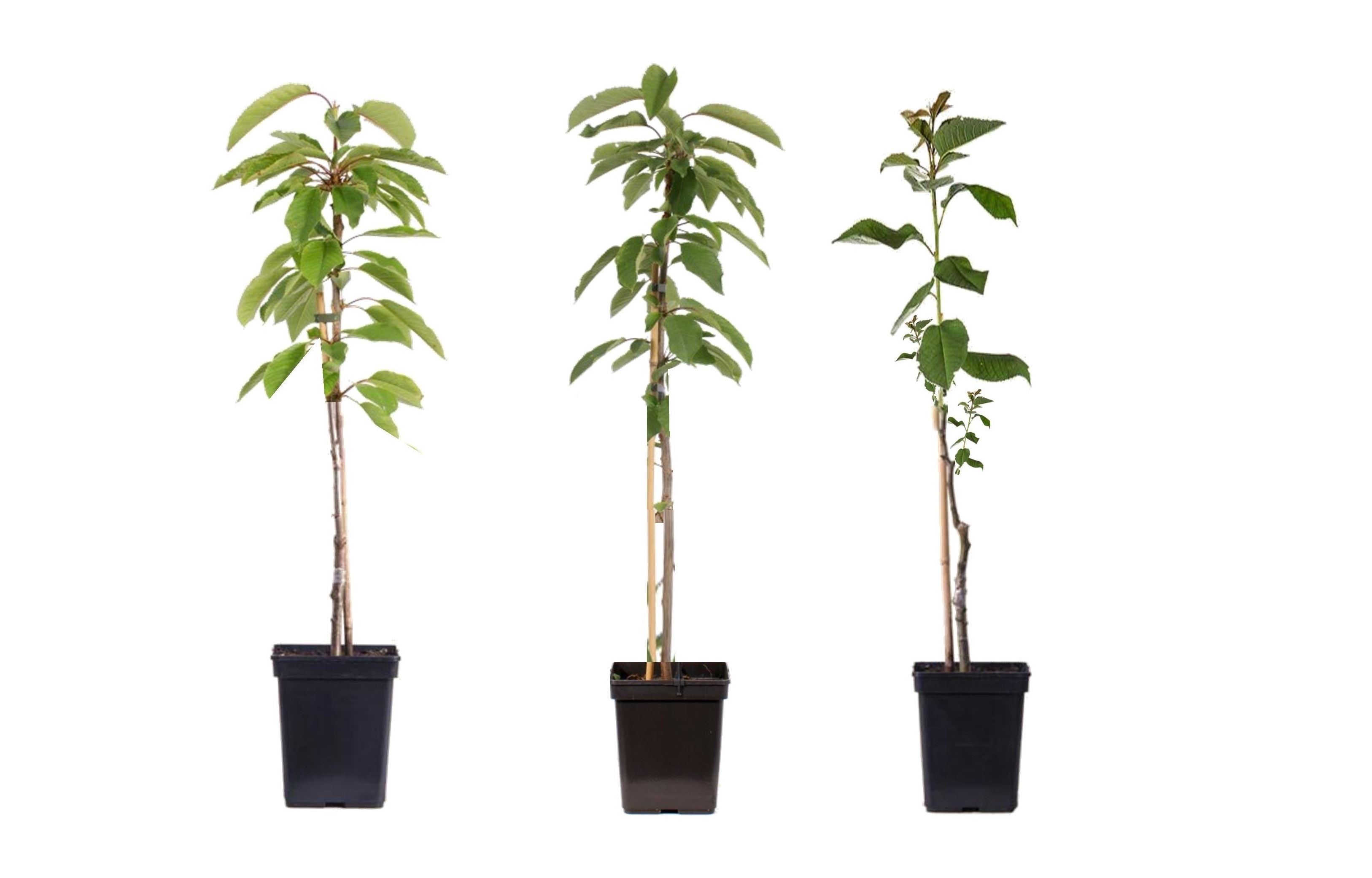 Plant in a Box - Fruchts&auml;ulen - 3 Stk - Apfel, Birne - H&ouml;he 60-70cm - Topf 9cm 