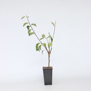 Plant in a Box - Apfelbaum mit 3 Apfelsorten in einem Baum - Höhe 60-70 cm - Topf 17cm 