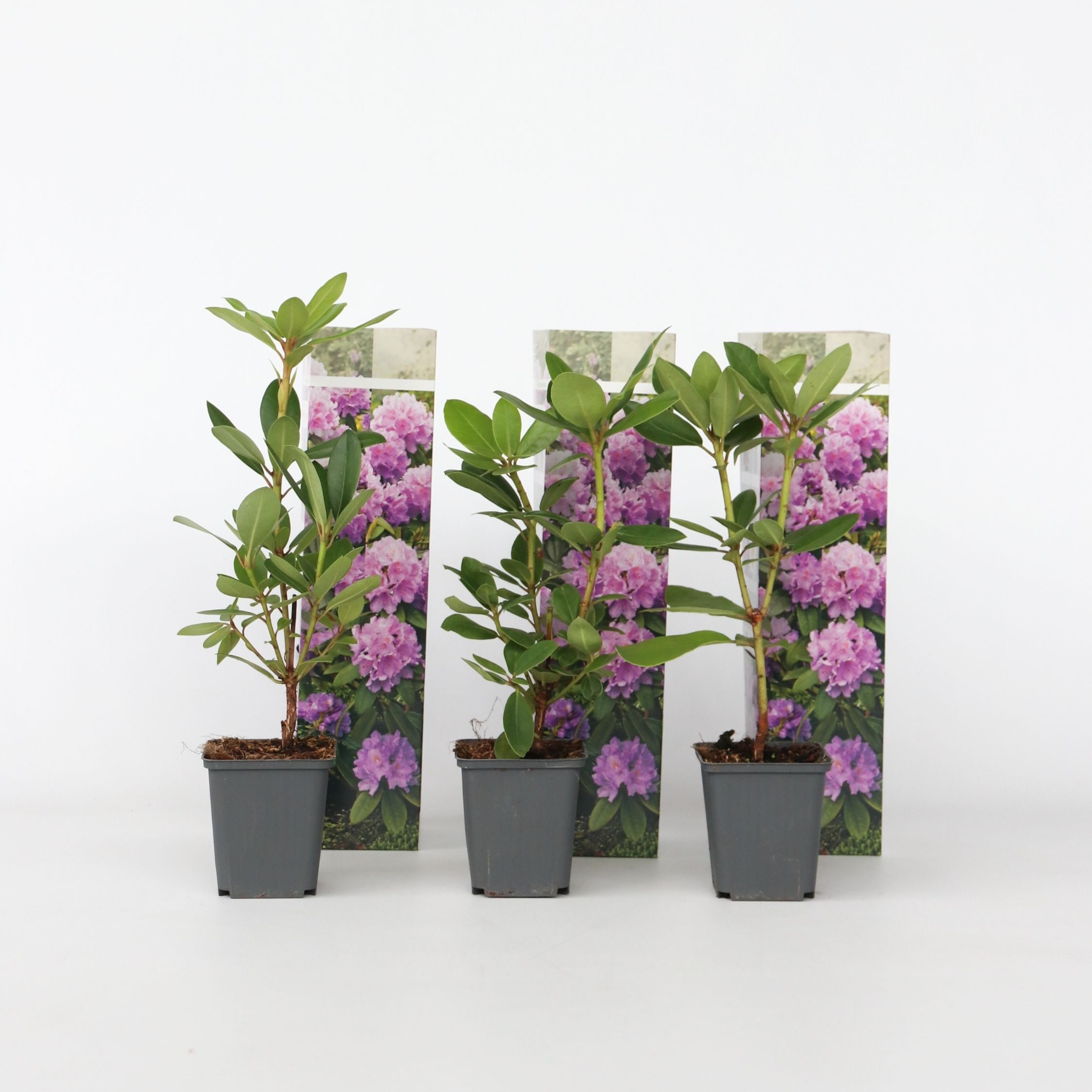 Plant in a Box - Limette - 3 Stk - Citrus aurantifolia - H&ouml;he 25-40cm - Topf 9cm 