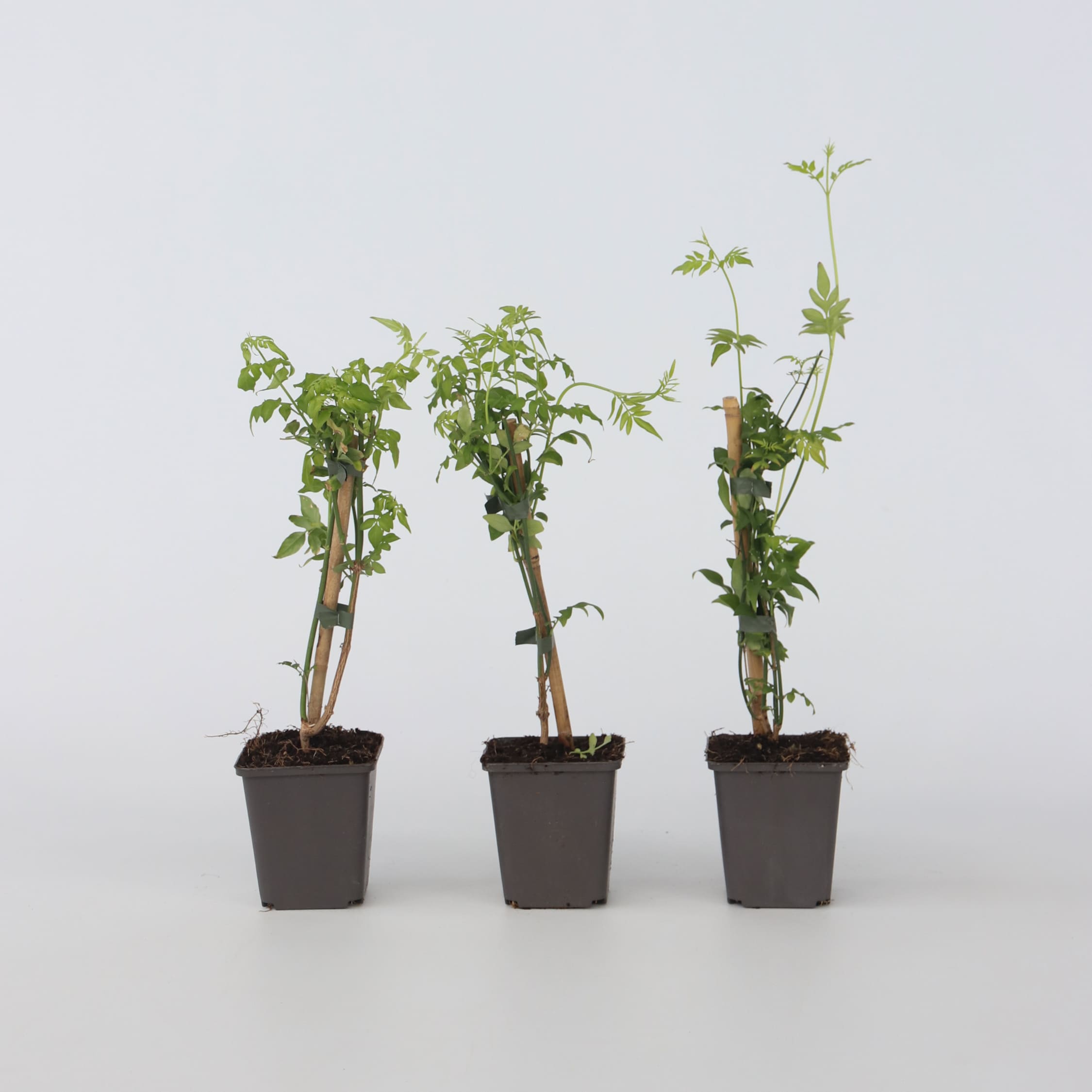 Plant in a Box - Jasmin - 3 Stk - Jasminum 'Officinale' - H&ouml;he 25-40cm - Topf 9cm 