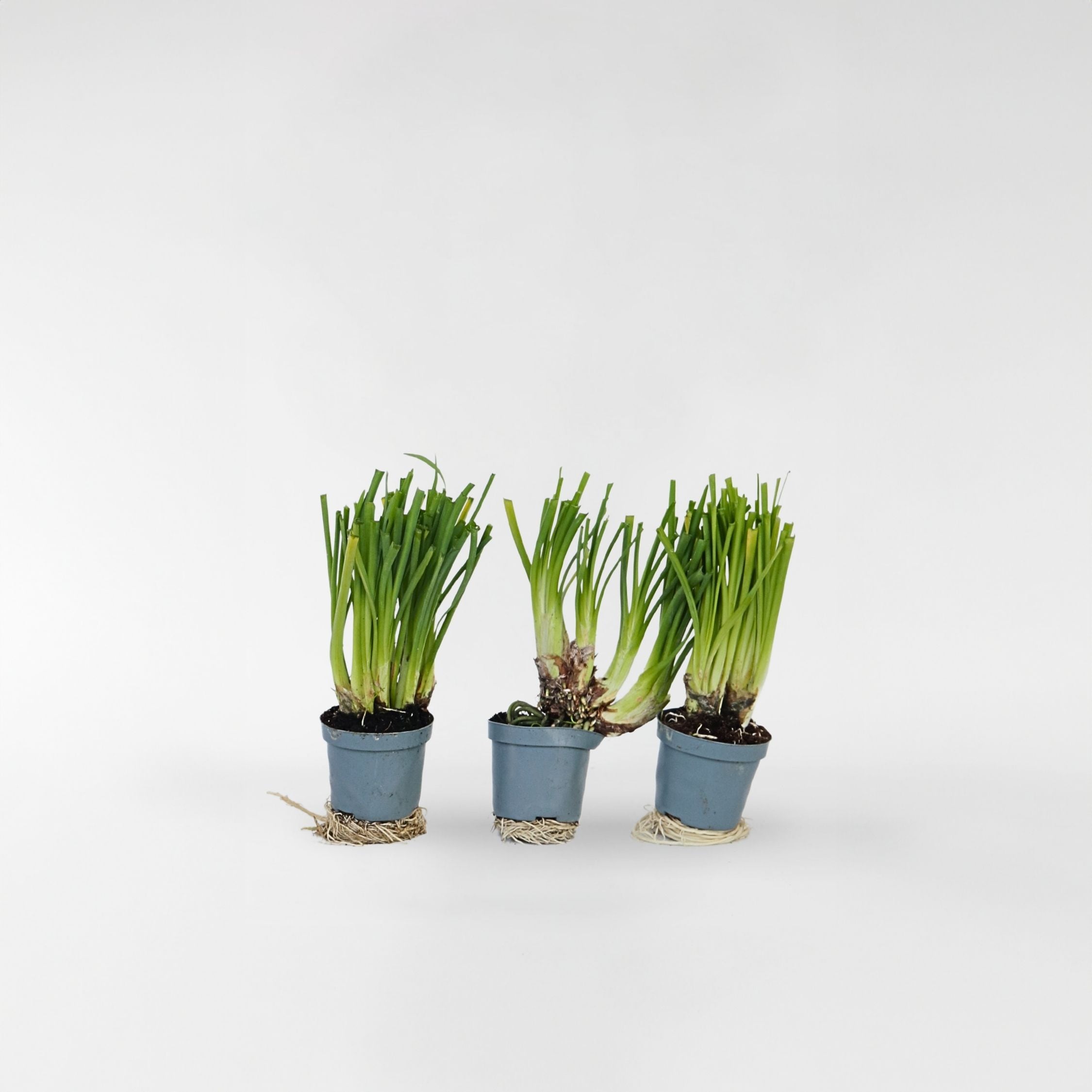 Plant in a Box - Knobikraut - 3 Stk - Tulbaghia violacea - H&ouml;he 15-25cm - Topf 9cm 