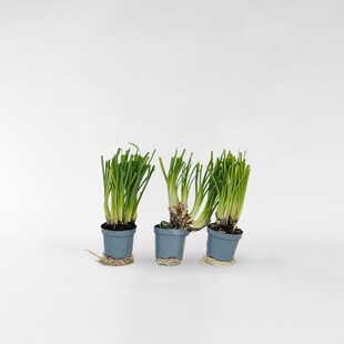 Plant in a Box - Knobikraut - 3 Stk - Tulbaghia violacea - Höhe 15-25cm - Topf 9cm 