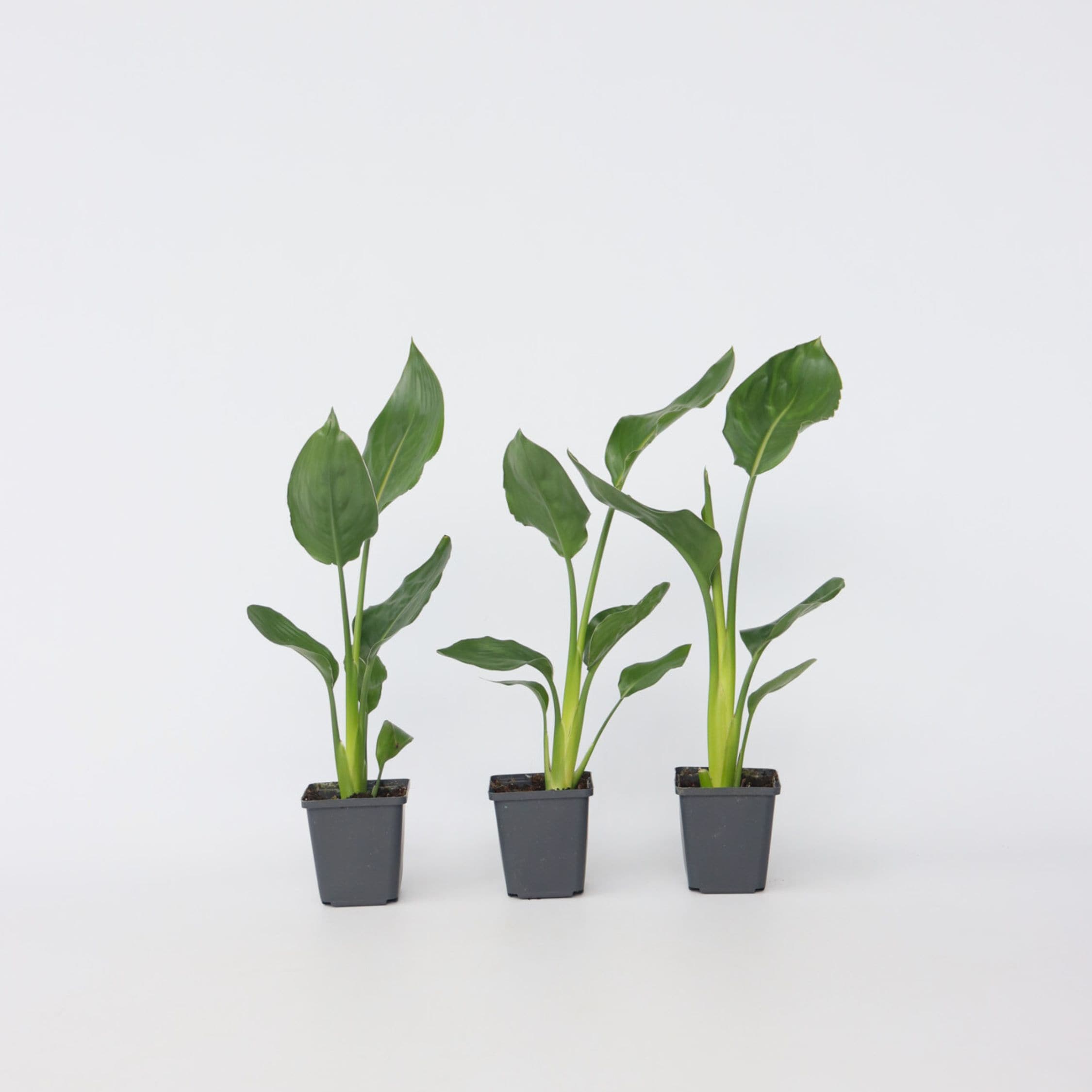 Plant in a Box - Paradiesvogelblume - 3 Stk - Strelitzie reginea - H&ouml;he 25-40cm - Topf 9cm 