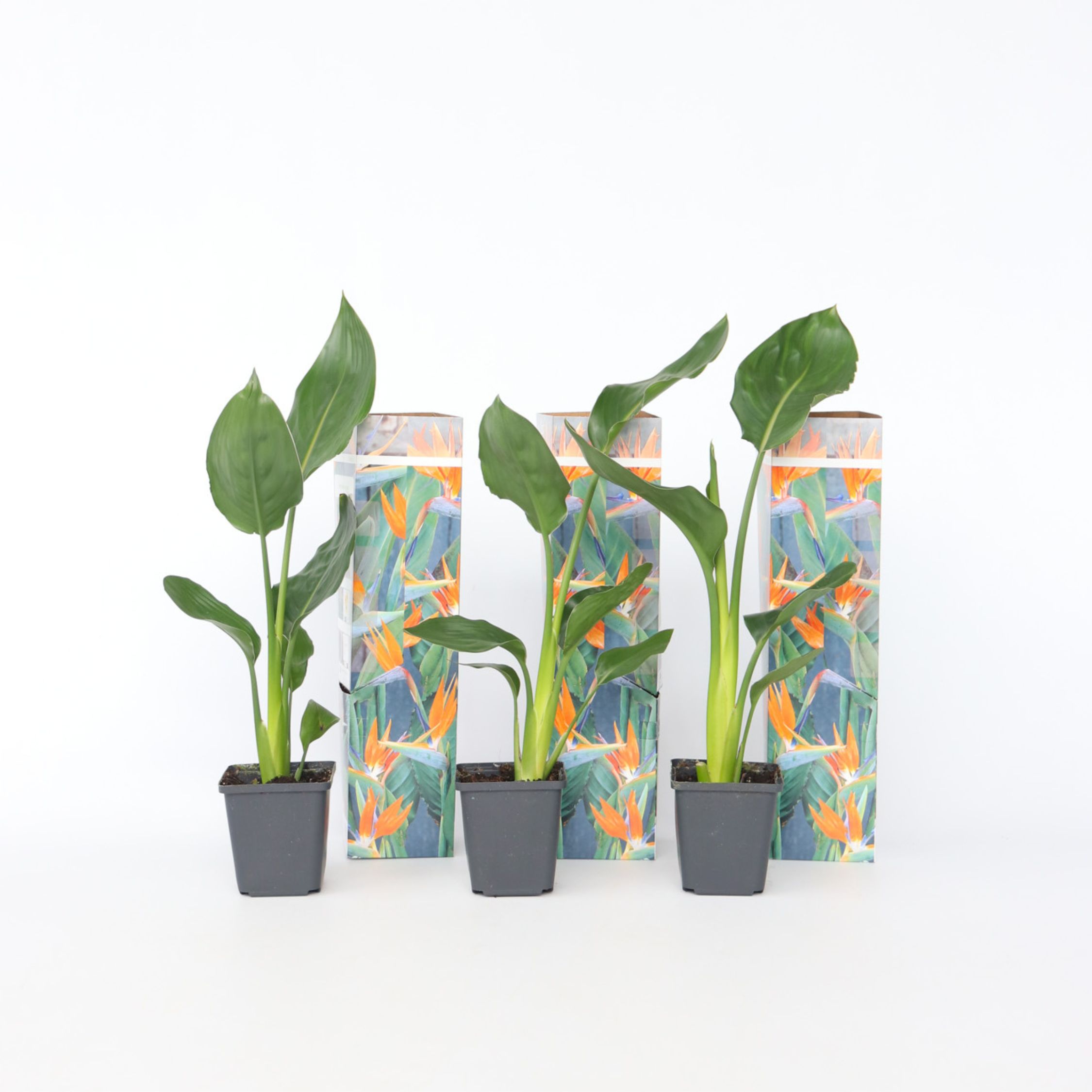 Plant in a Box - Paradiesvogelblume - 6 Stk - Strelitzie reginea - H&ouml;he 25-40cm - Topf 9cm 