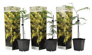 Plant in a Box - Mimosenstrauch - 3 Stk - Mimosa dealbata - Höhe 25-40cm - Topf 9cm 