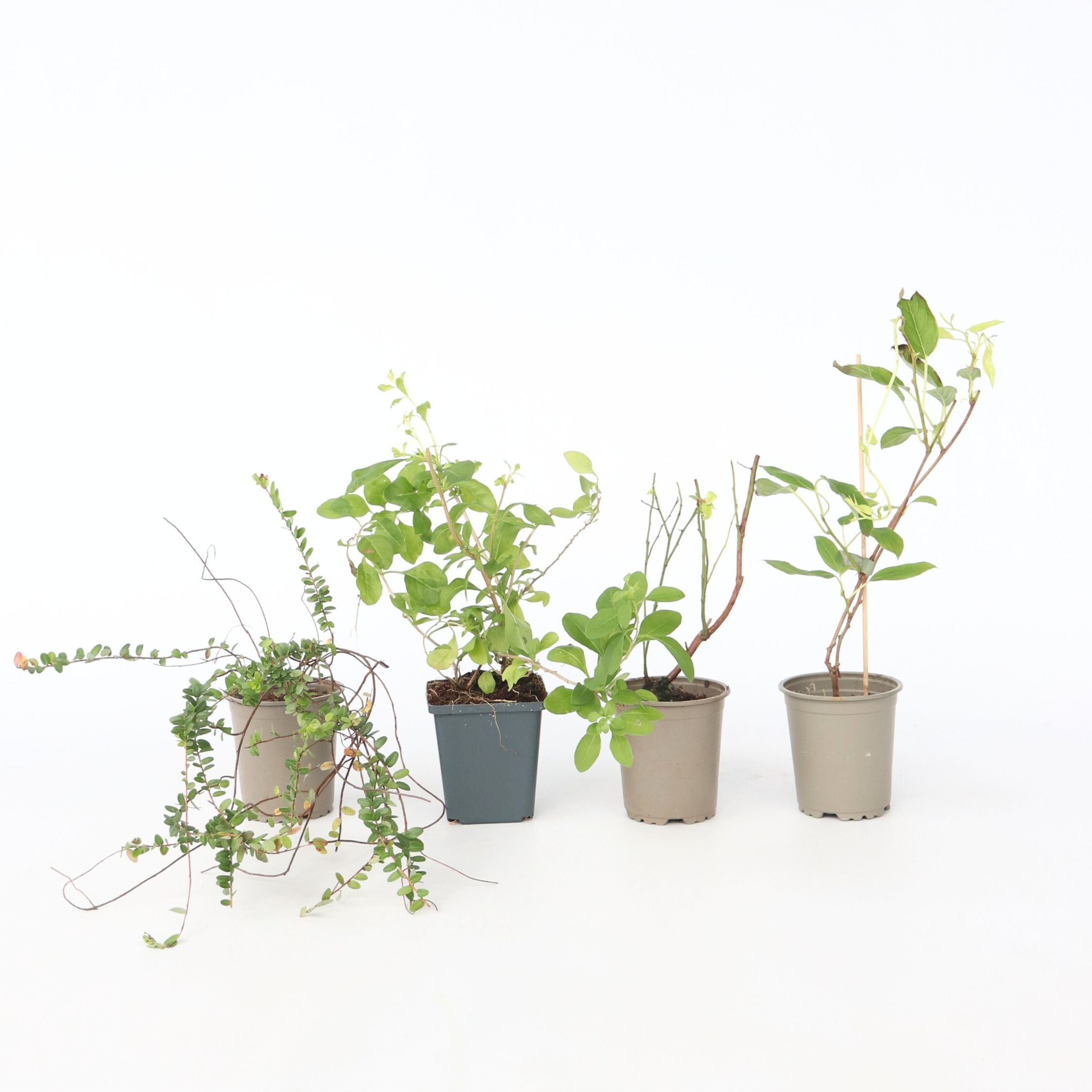 Plant in a Box - Mischung Obstpflanzen - 4 Stk - Actinidia Vaccinium Lycium - H&ouml;he 25-40cm - Topf 9cm 