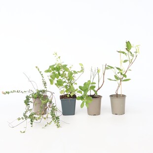 Plant in a Box - Mischung Obstpflanzen - 4 Stk - Actinidia Vaccinium Lycium - Höhe 25-40cm - Topf 9cm 