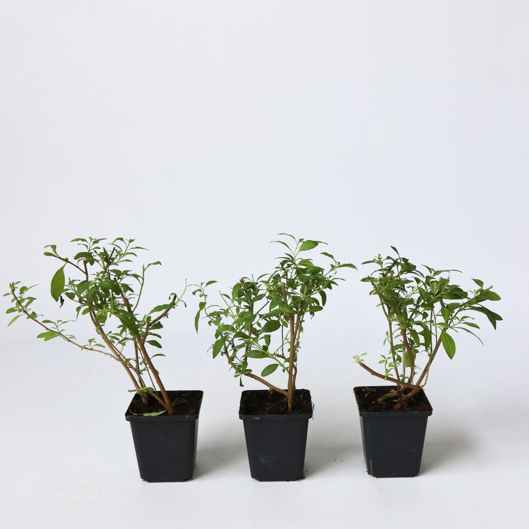 Plant in a Box - Blaues Nachtschatt - 3 Stk - Lycianthes rantonnetii - H&ouml;he 25-40cm - Topf 9cm 