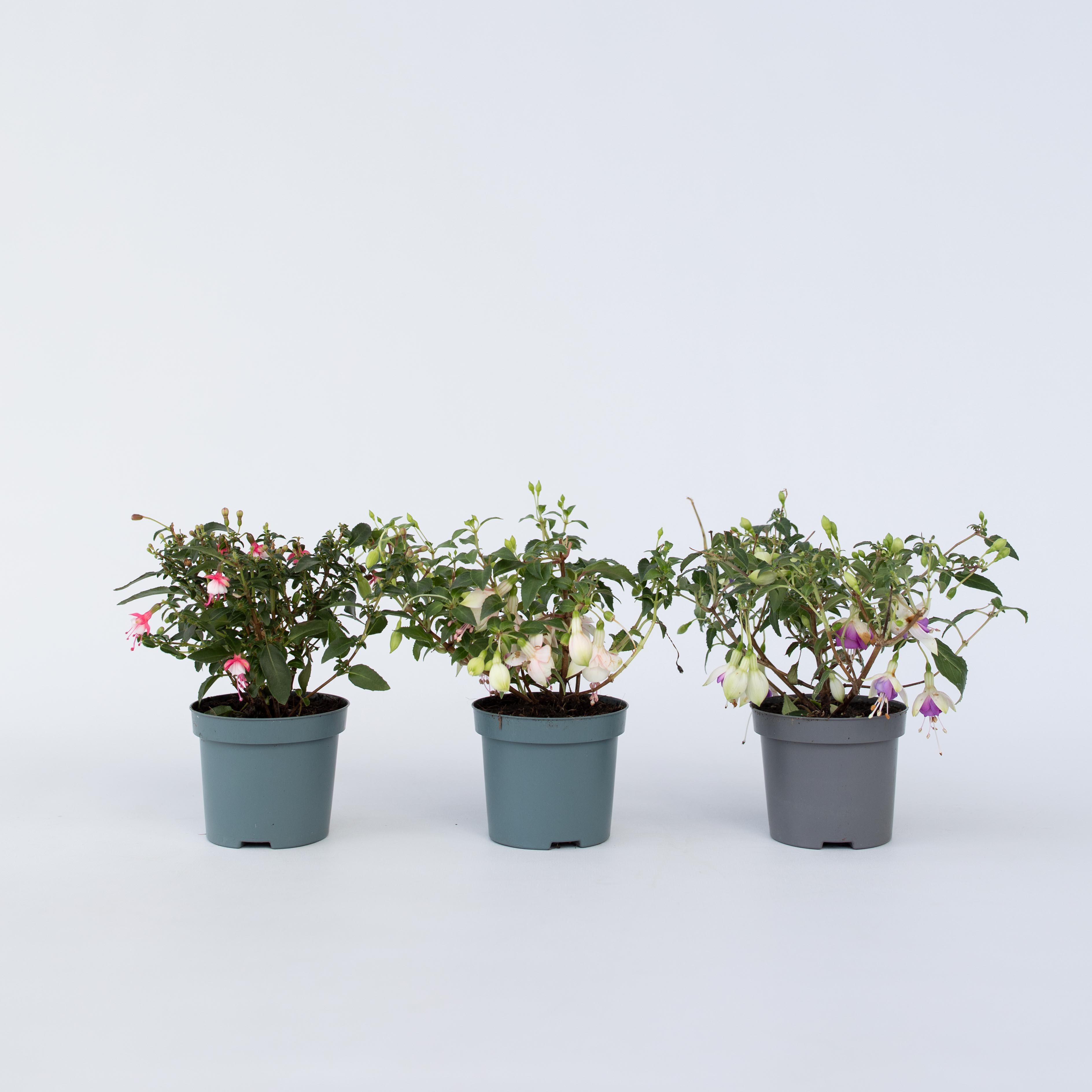 Plant in a Box - Fuchsie - 3 Stk - Fuchsia magellanica - H&ouml;he 10-20cm - Topf 9cm 