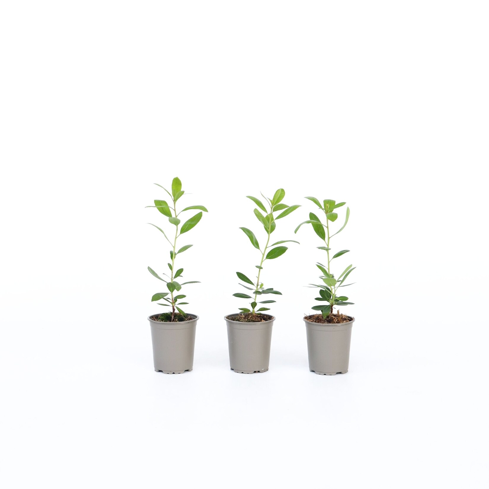 Plant in a Box - Erdbeerpflanzen - 3 Stk - Arbutus 'Unedo' - Höhe 25-40cm - Topf 9cm