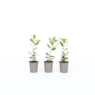 Plant in a Box - Erdbeerpflanzen - 3 Stk - Arbutus 'Unedo' - Höhe 25-40cm - Topf 9cm 