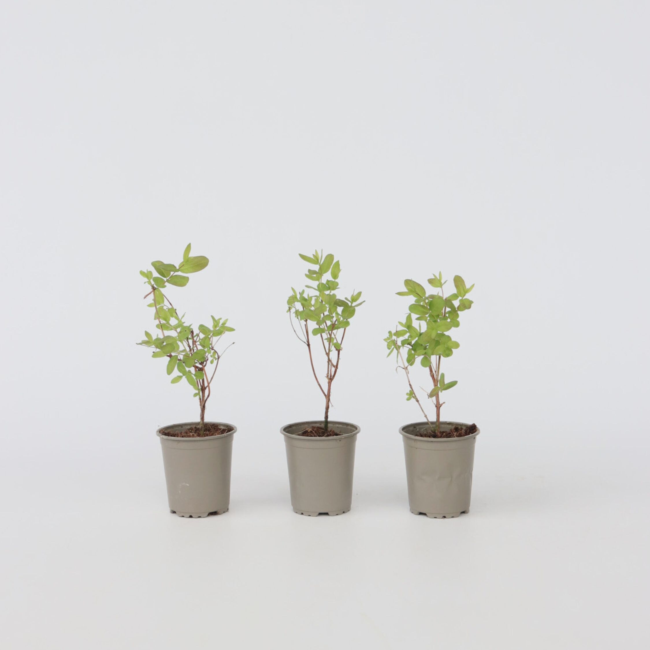 Plant in a Box - Gei&szlig;blatt - 3 Stk - Lonicera kamtchatica - H&ouml;he 25-40cm - Topf 9cm 