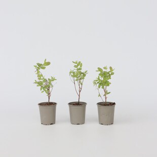 Plant in a Box - Geißblatt - 6 Stk - Lonicera kamtchatica - Höhe 25-40cm - Topf 9cm 