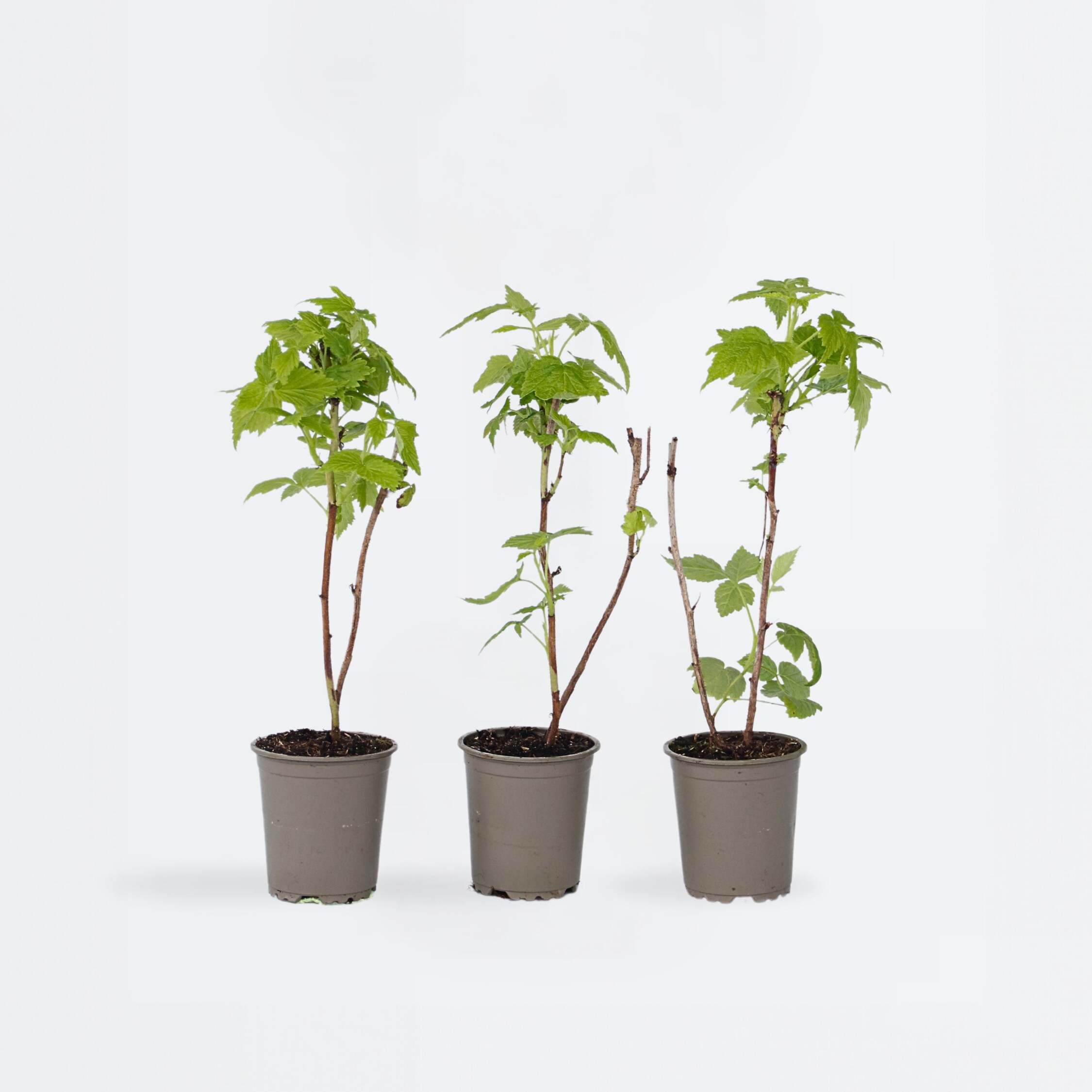 Plant in a Box - Himbeerpflanzen - 3 Stk - Rubus idaeus 'Fallgold' - H&ouml;he 25-40cm - Topf 9cm 