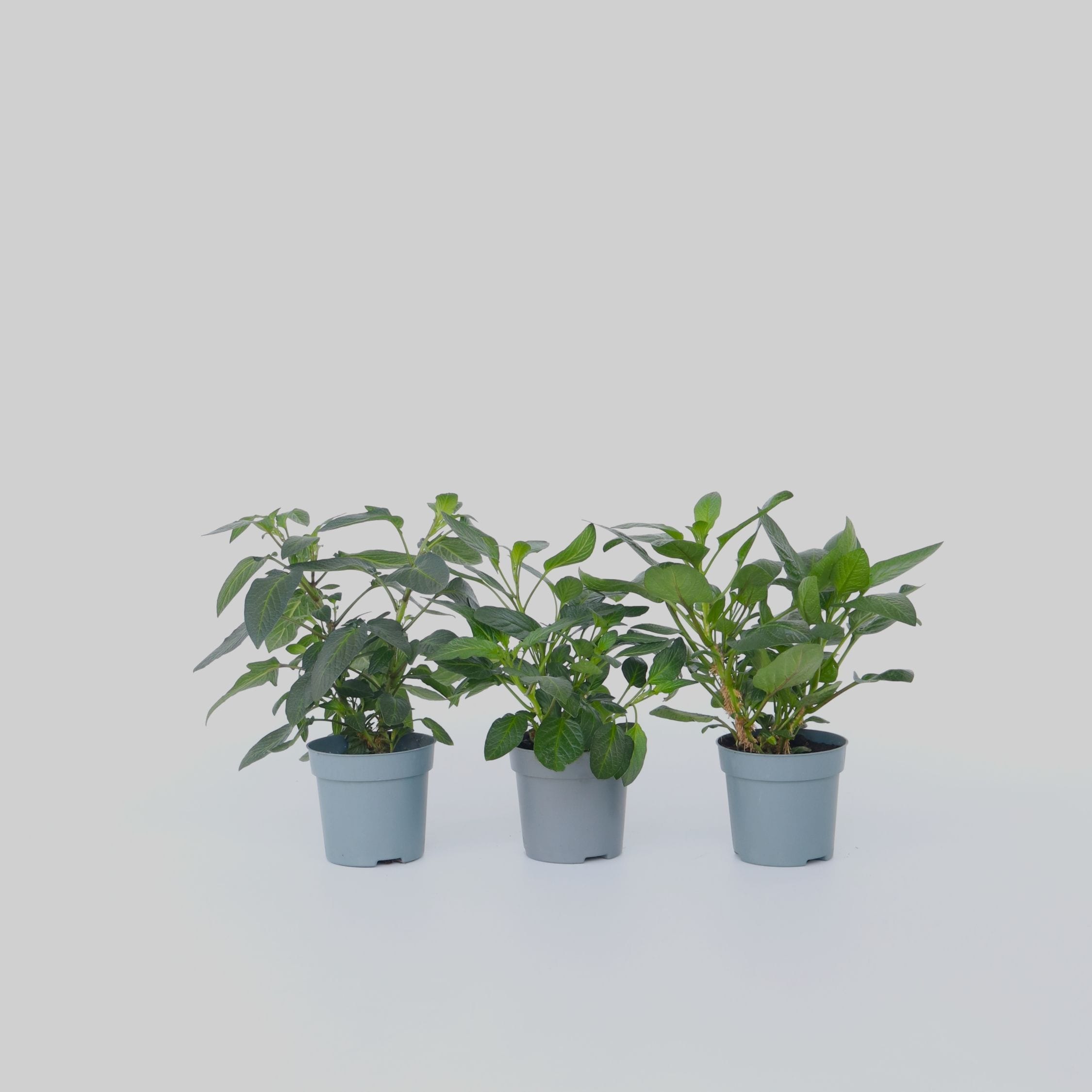 Plant in a Box - Melonenbirne - 3 Stk - Solanum Muricatum 'Pepino gold' - H&ouml;he 25-40cm - Topf 9cm 