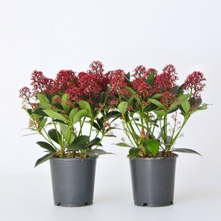 Plant in a Box - Skimmie - 4 Stk - Skimmia japonica 'Rubella' - Höhe 35-45cm - Topf 15cm 