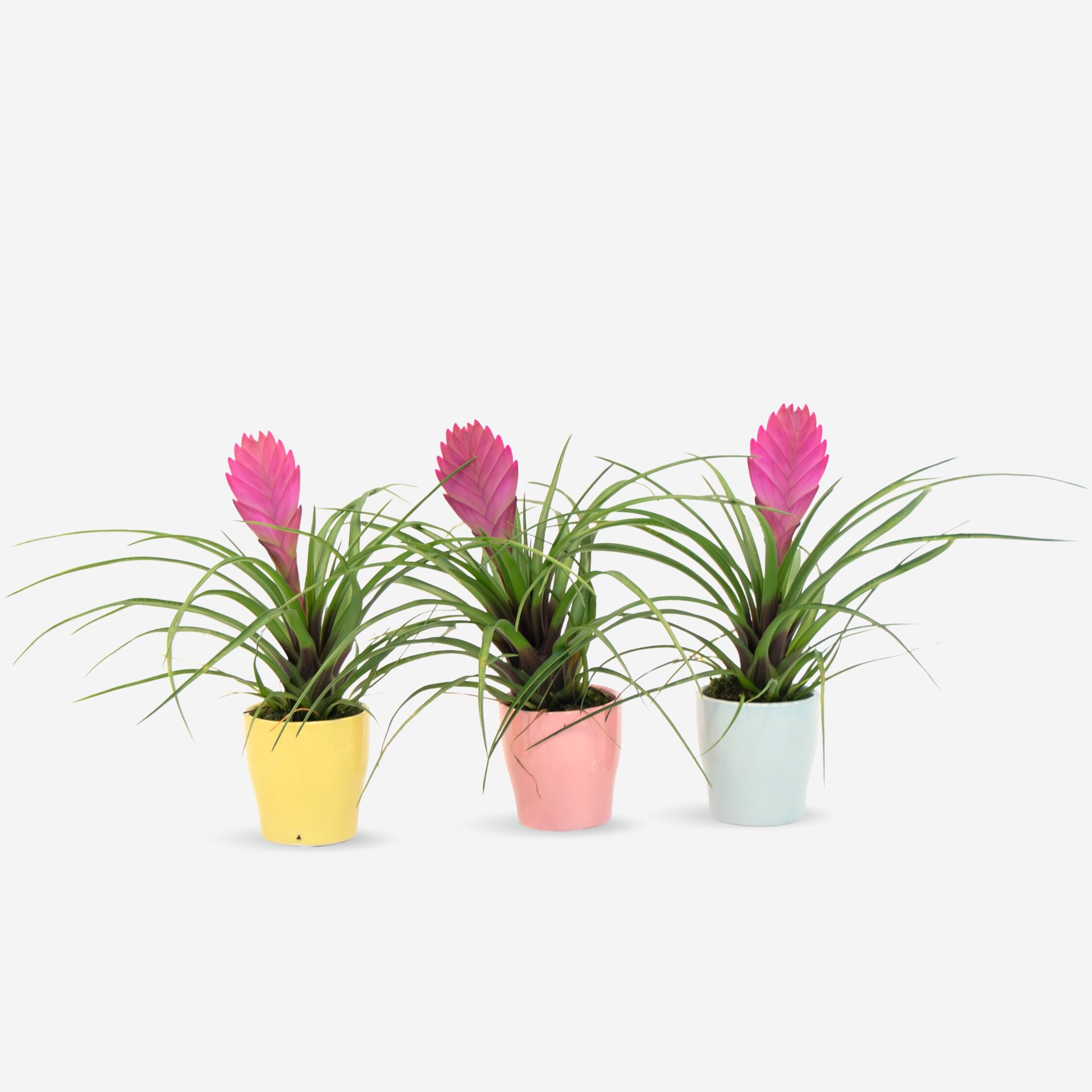 Plant in a Box - Tillandsia cyanea &lsquo;Pastel&rsquo; &ndash; Set mit 3 St&uuml;ck im Topf &ndash; H&ouml;he 20&ndash;30cm &ndash; &oslash;7cm 