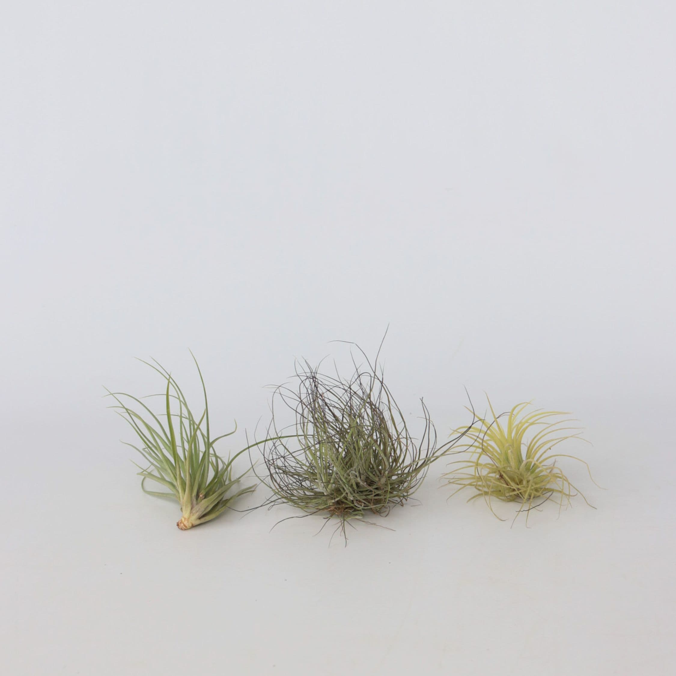 Plant in a Box - Mischung Tillandsien - 3 Stk - Tillandsia - H&ouml;he 5-15cm - Topf 5cm 