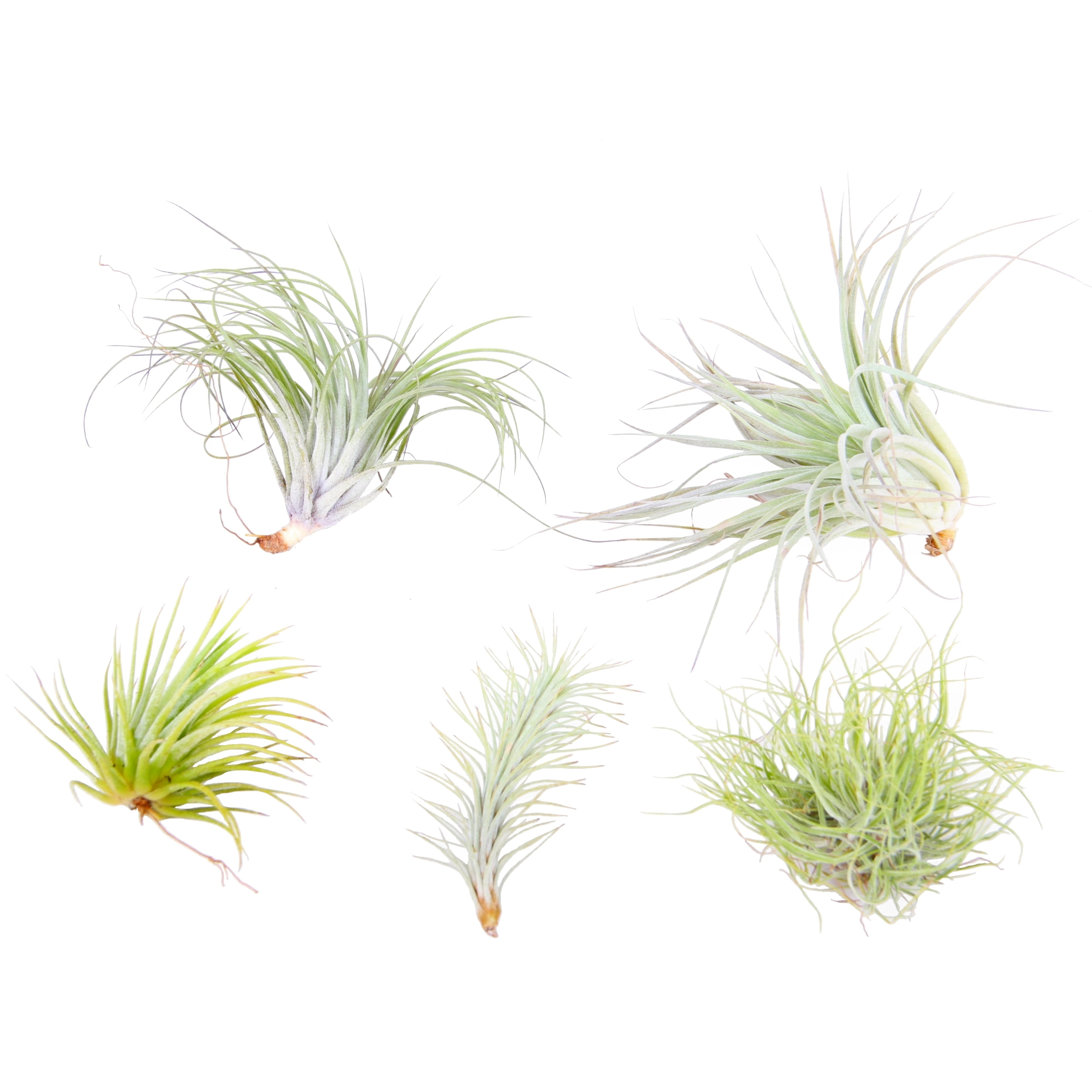 Plant in a Box - Mischung Tillandsien - 5 Stk - Tillandsia - H&ouml;he 5-15cm - Topf 5cm 