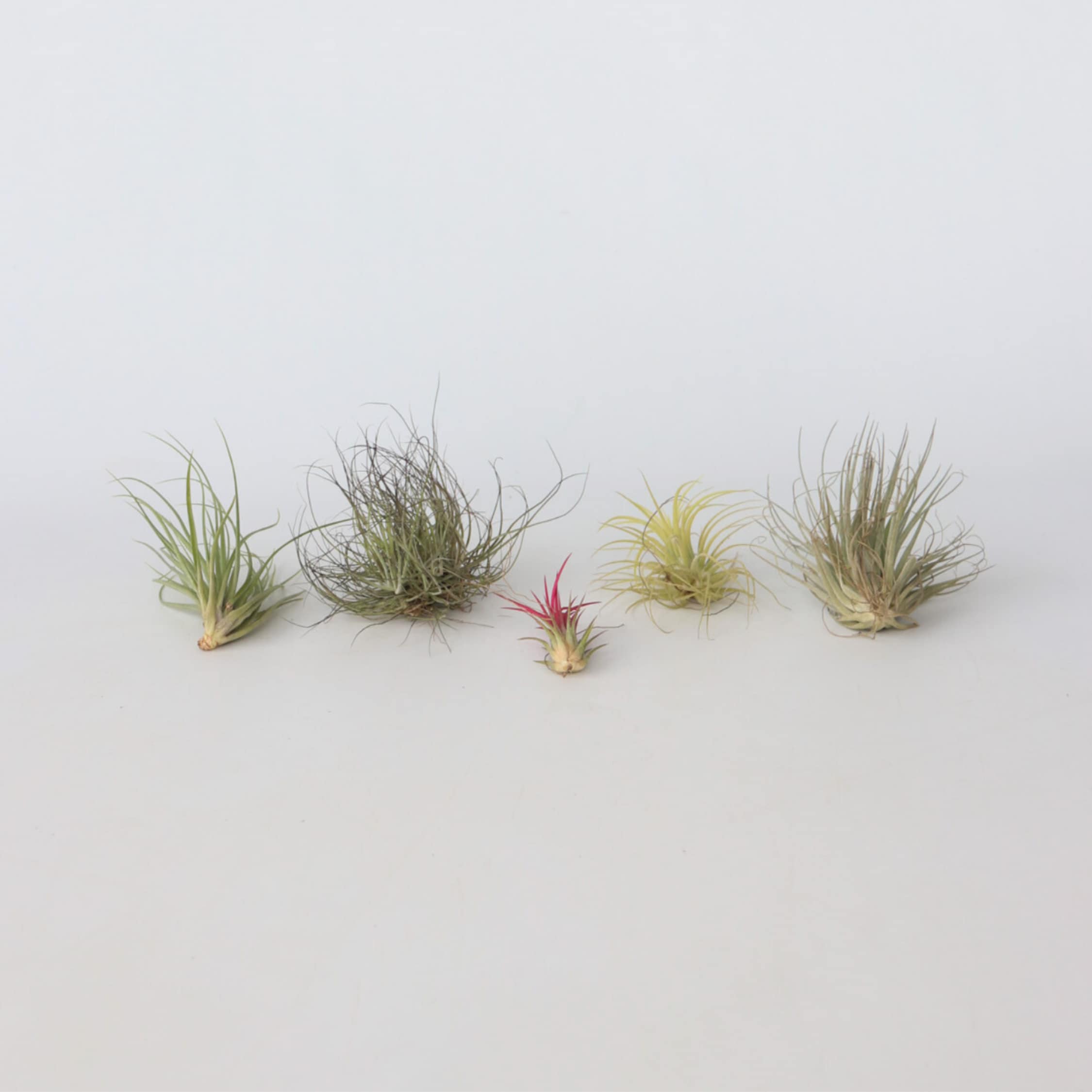 Plant in a Box - Mischung Tillandsien - 6 Stk - Tillandsia - H&ouml;he 5-15cm - Topf 5cm 