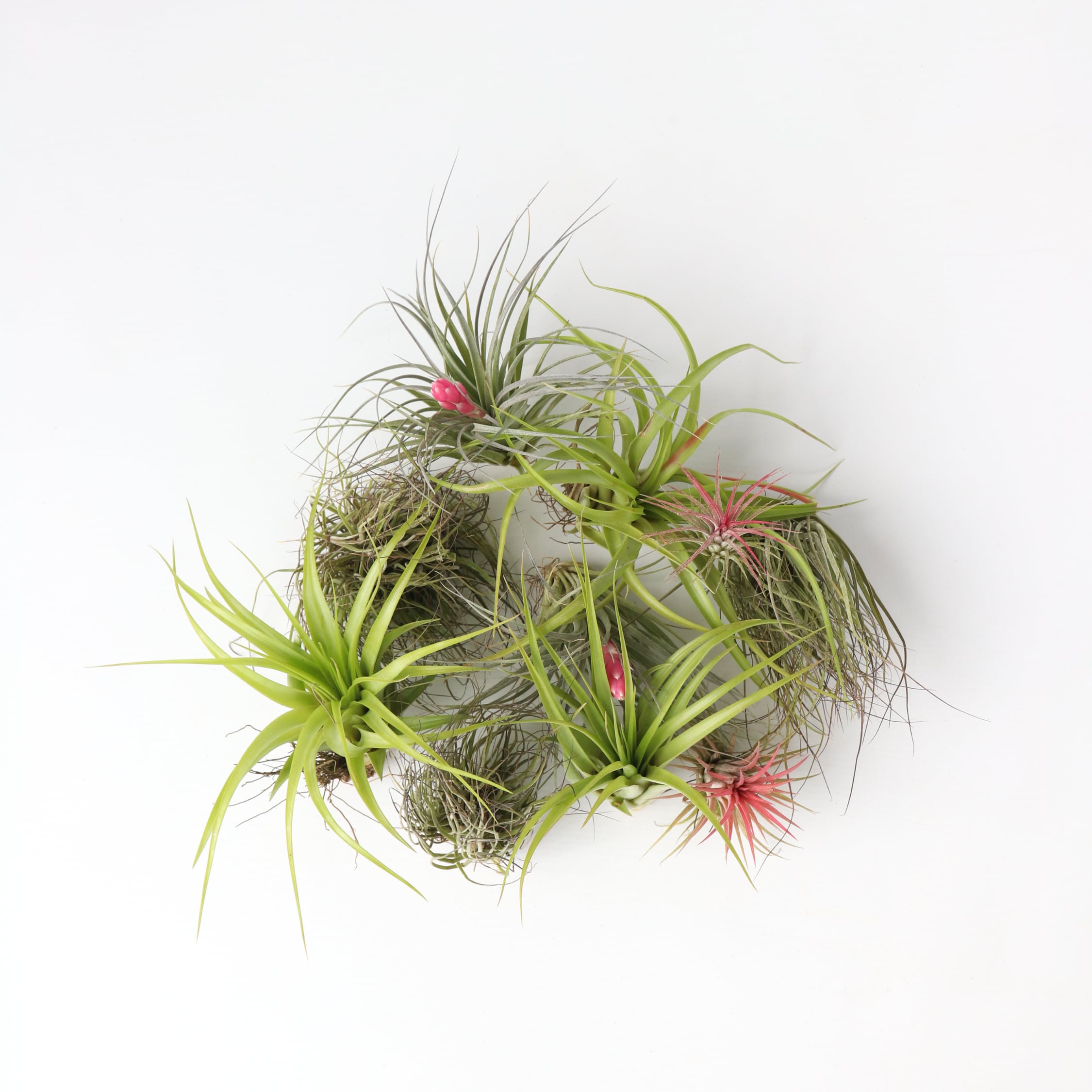 Plant in a Box - Tillandsien Luftpflanzen - 10 Stk - Tillandsia - H&ouml;he 5-15cm - Topf 5cm 