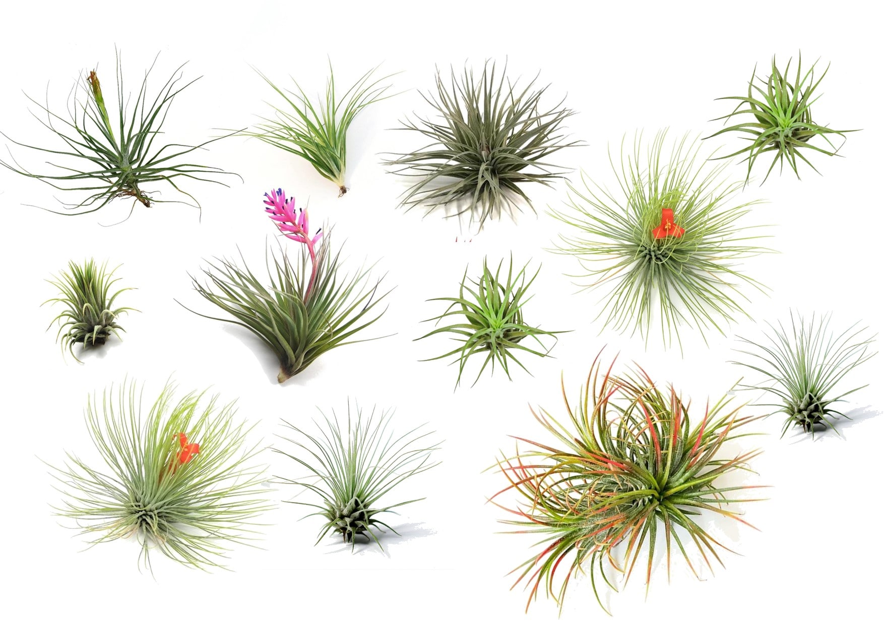Plant in a Box - Tillandsien Luftpflanzen - 12 Stk - Tillandsia - H&ouml;he 5-15cm - Topf 5cm 