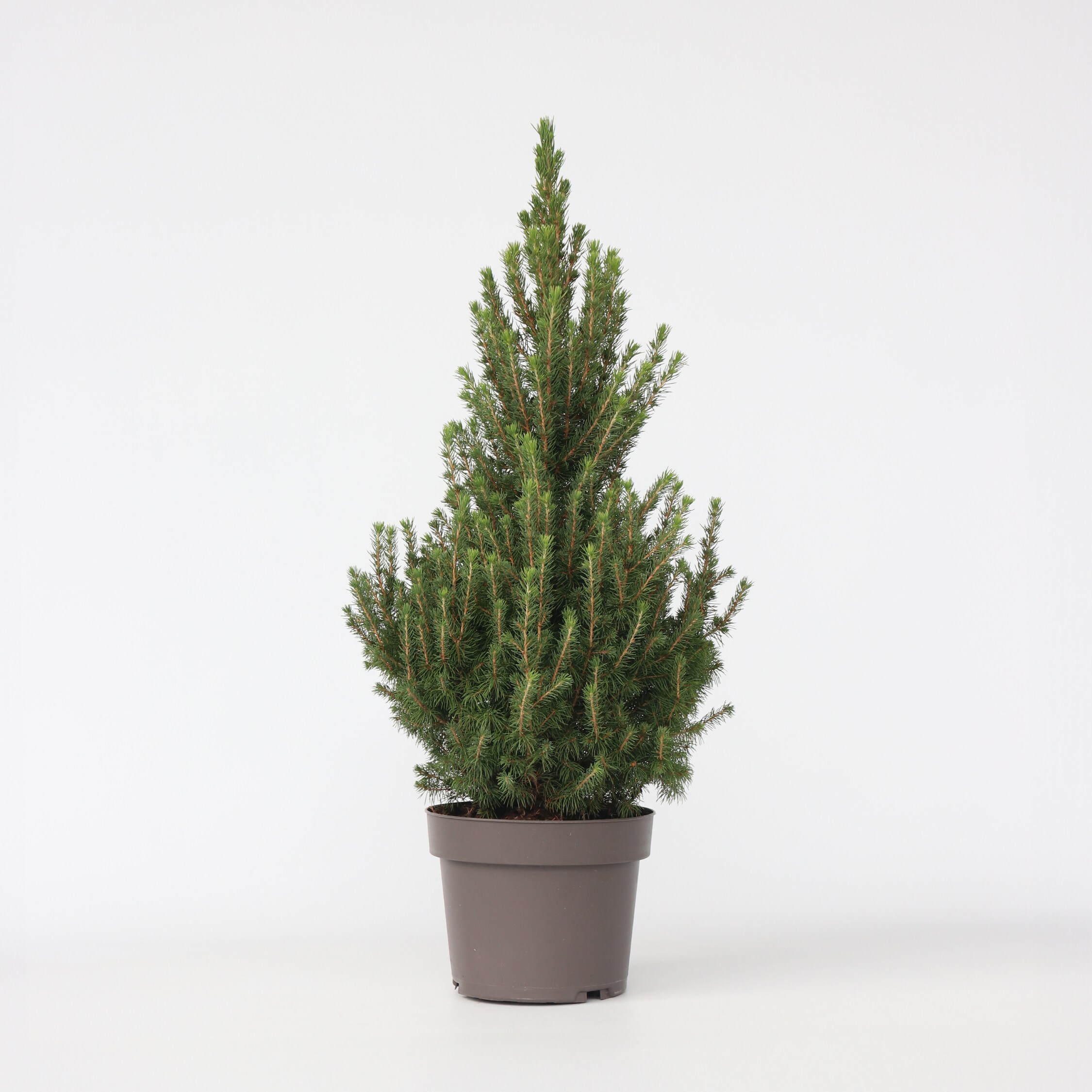 Plant in a Box - Mini-Weihnachtsbaum - Picea glauca conica 'December' - H&ouml;he 55-75cm - &oslash;21cm 