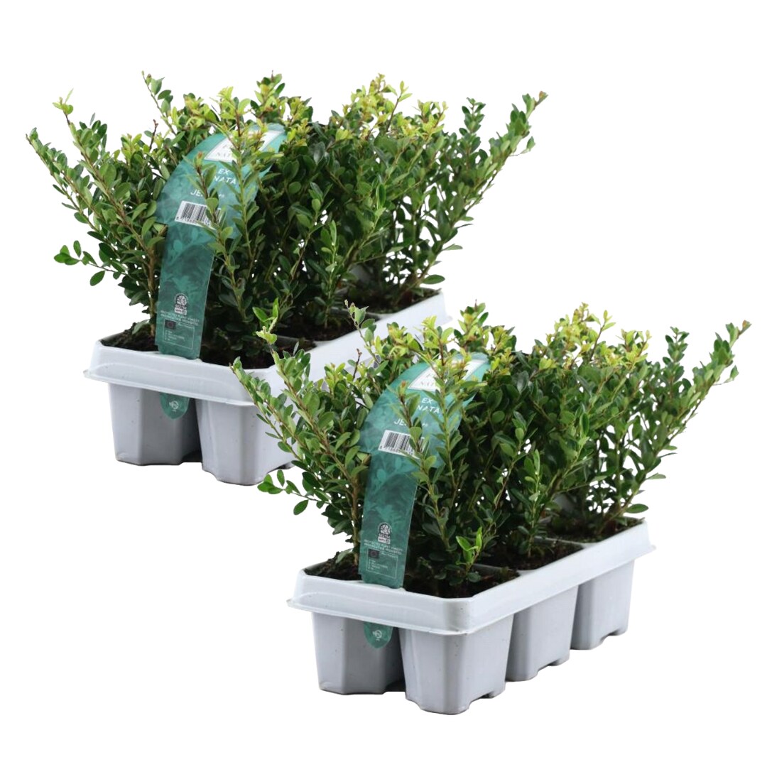 Plant in a Box - Japanische Stechpalme - 12 Stk - Ilex crenata 'Jenny' - H&ouml;he 10-20cm - Topf 9cm 