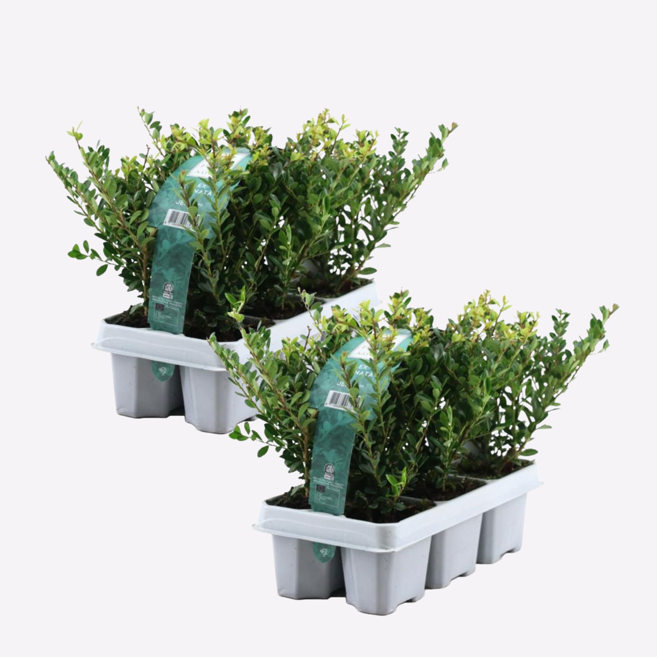 Plant in a Box - Japanische Stechpalme - 48 Stk - Ilex crenata 'Jenny' - H&ouml;he 10-20cm - Topf 9cm 