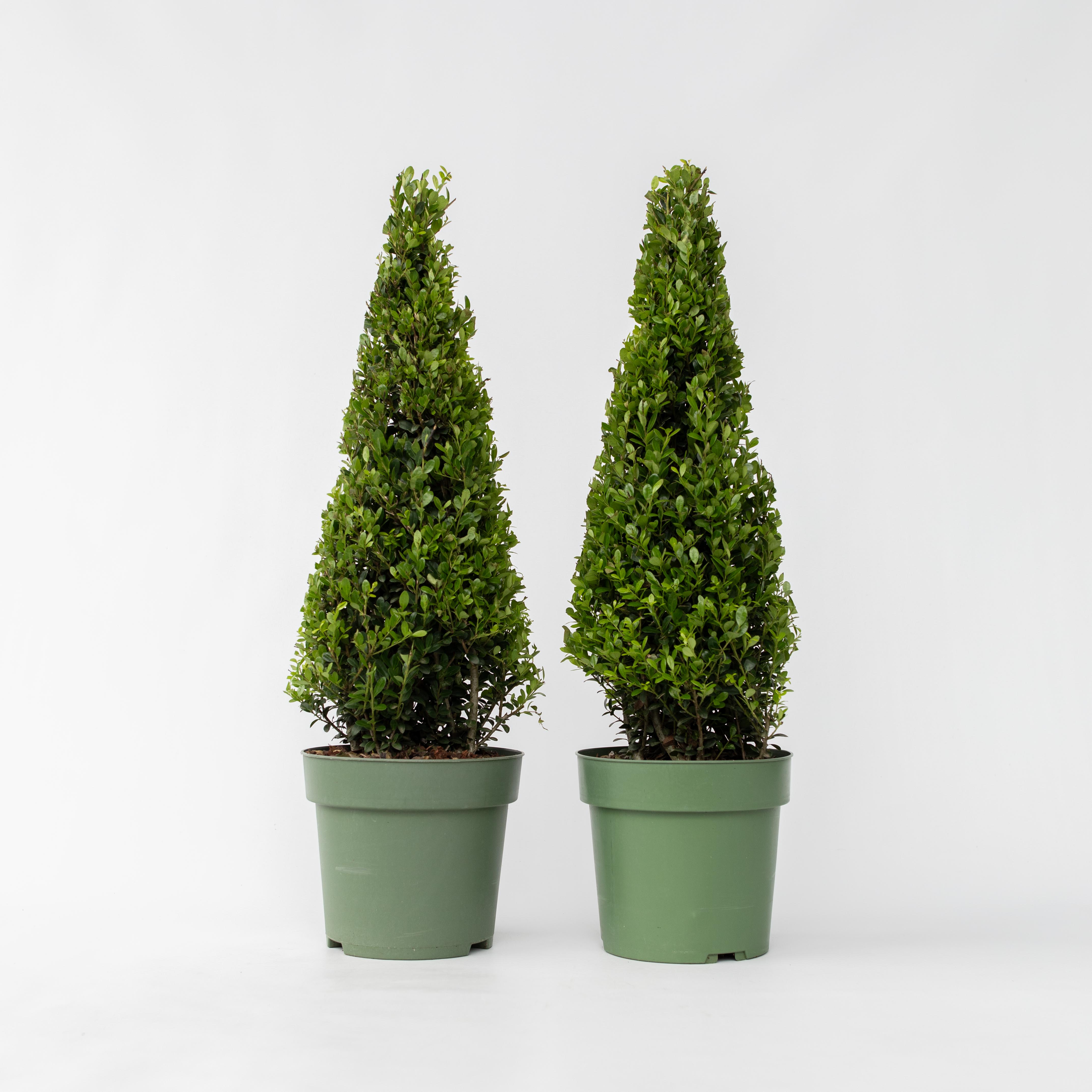 Plant in a Box - Japanische Stechpalme - 2 Stk - Ilex crenata 'Jenny' - H&ouml;he 55-65cm - Topf 21cm 