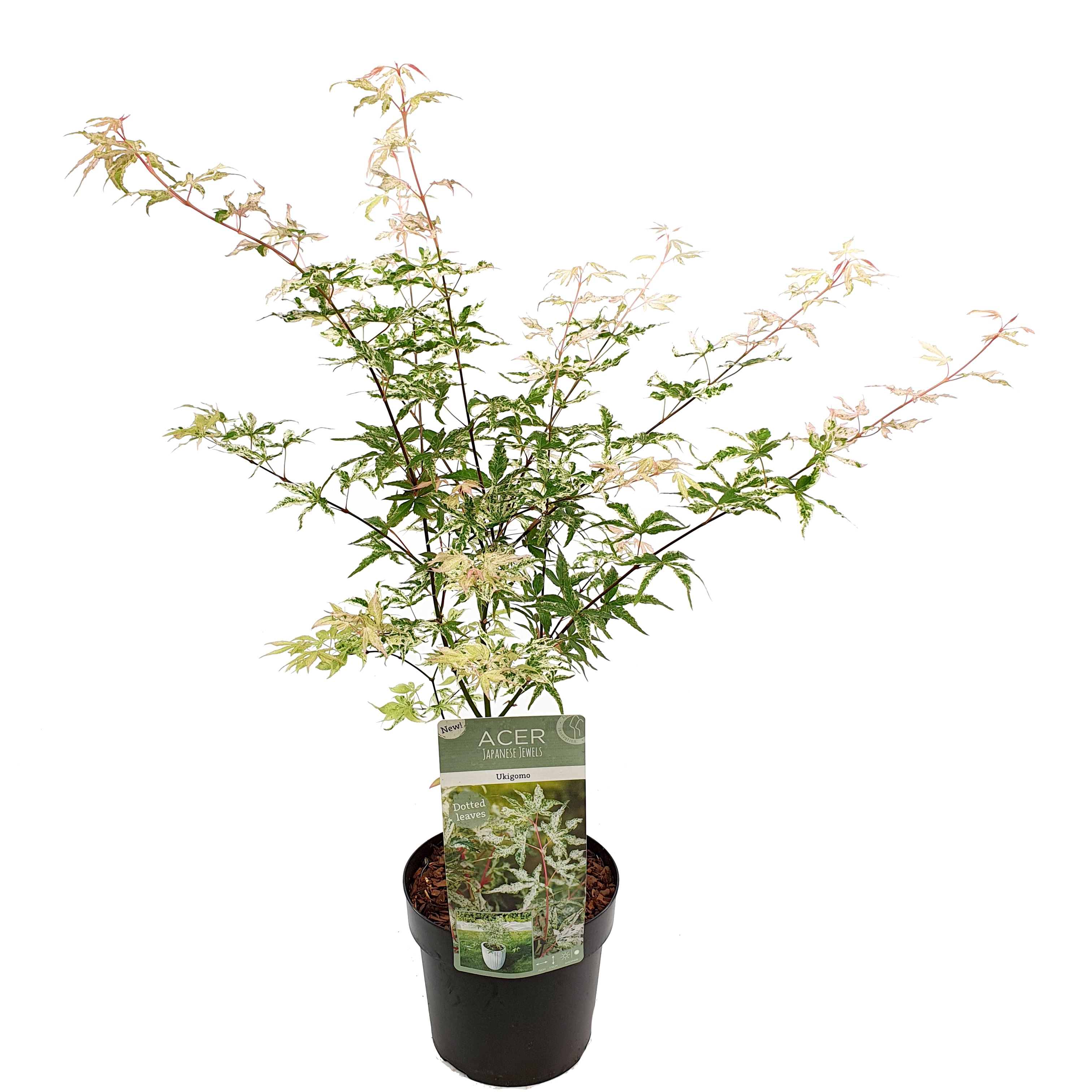 Plant in a Box - Japanischer Ahorn - Acer palmatum 'Ukigumo' - H&ouml;he 50-60cm - Topf 19cm 