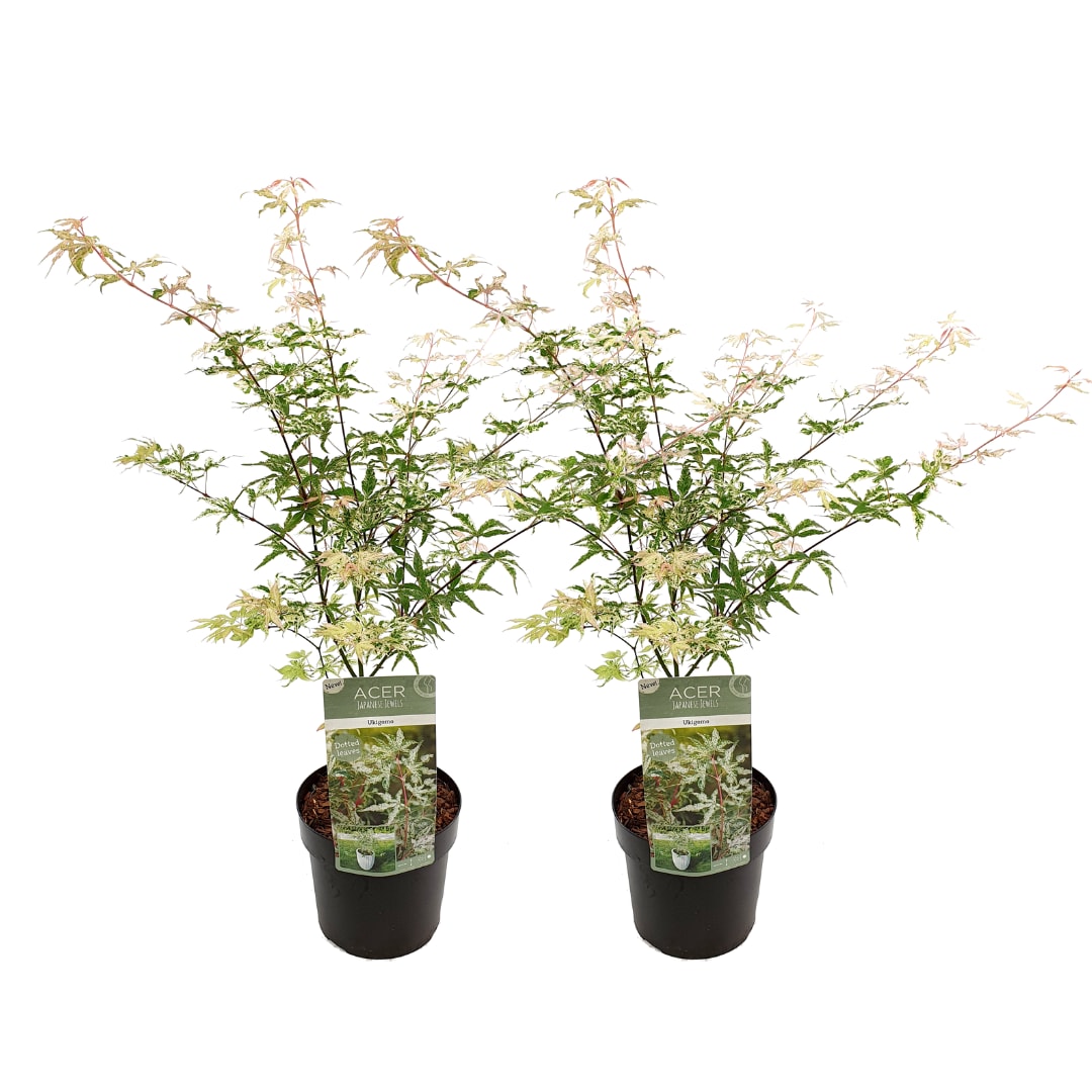 Plant in a Box - Japanischer Ahorn - 2 Stk - Acer palmatum 'Ukigumo' - H&ouml;he 50-60cm - Topf 19cm 