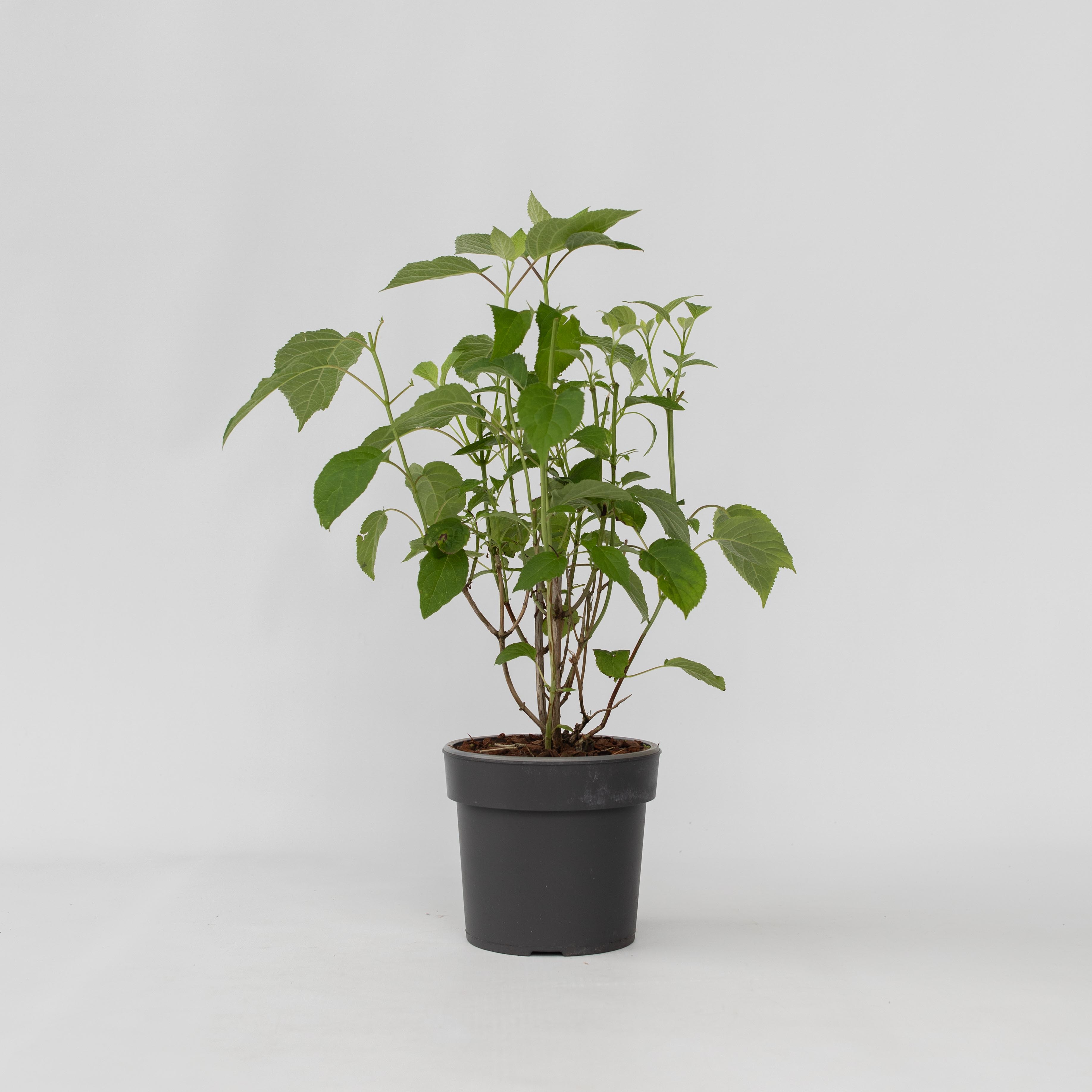 Plant in a Box - Hortensie - Hydrangea 'Strong Annabelle' - H&ouml;he 30-40cm - Topf 19cm 