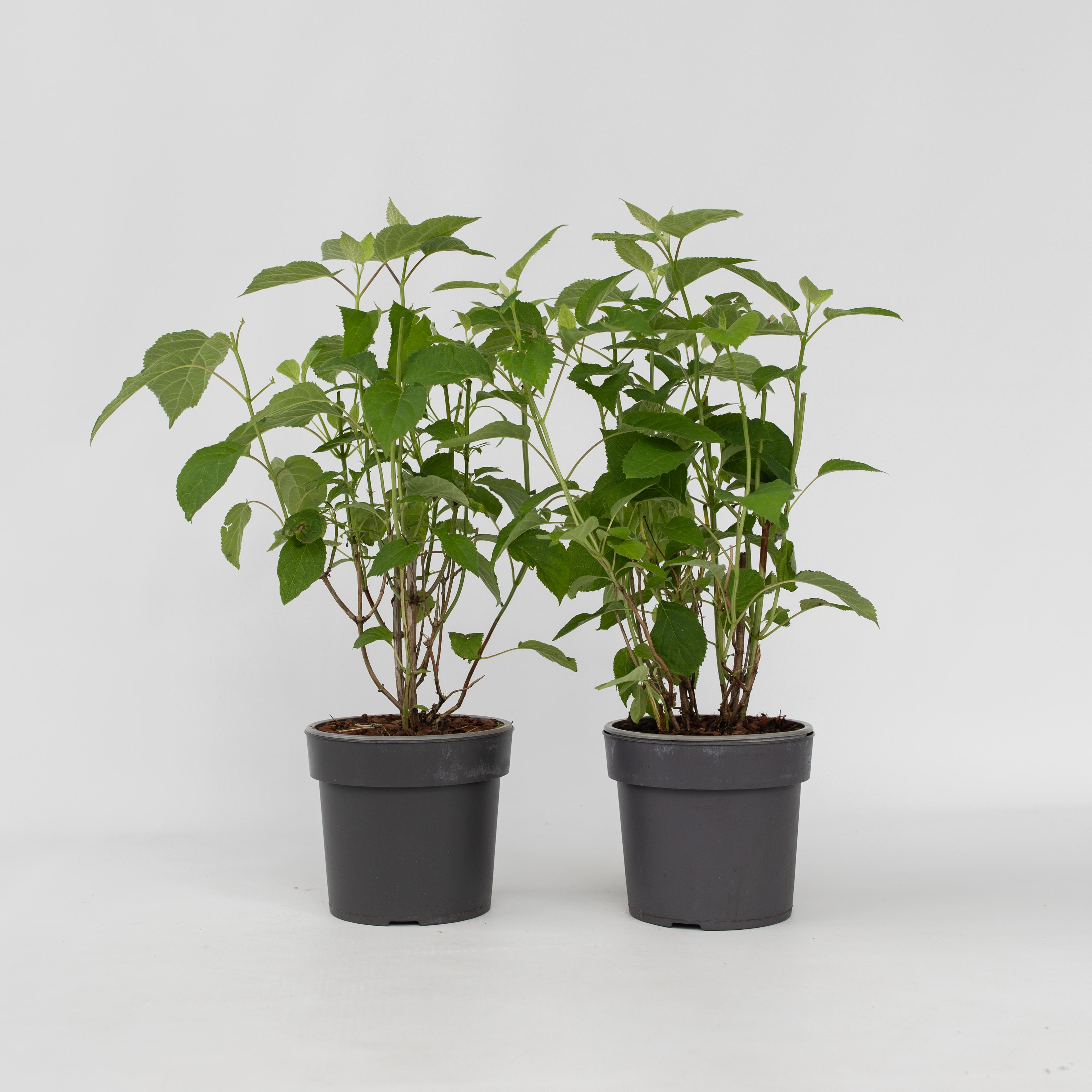 Plant in a Box - Hortensie - 2 Stk - Hydrangea 'Strong Annabelle' - H&ouml;he 30-40cm - Topf 19cm 