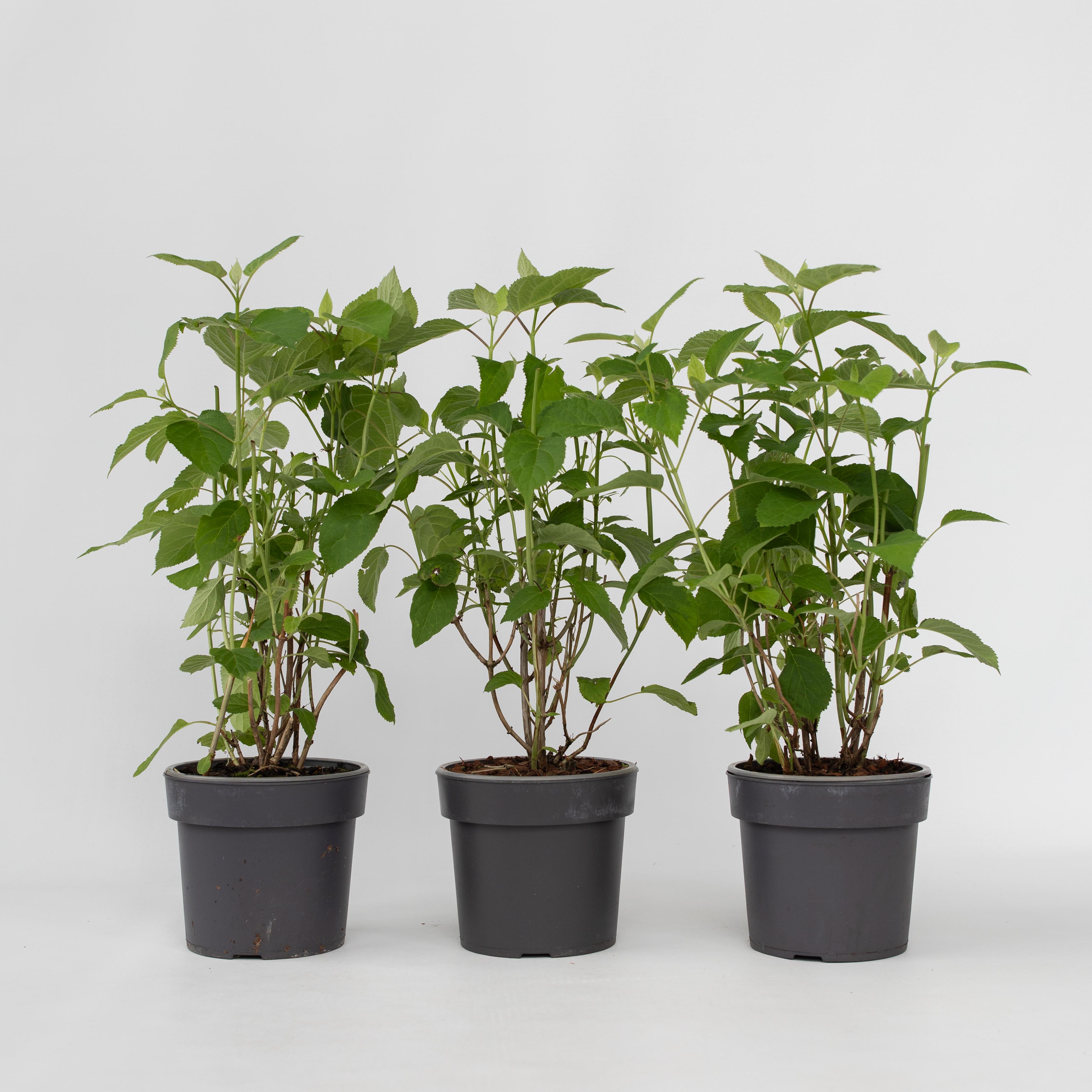 Plant in a Box - Hortensie - 3 Stk - Hydrangea 'Strong Annabelle' - H&ouml;he 30-40cm - Topf 19cm 