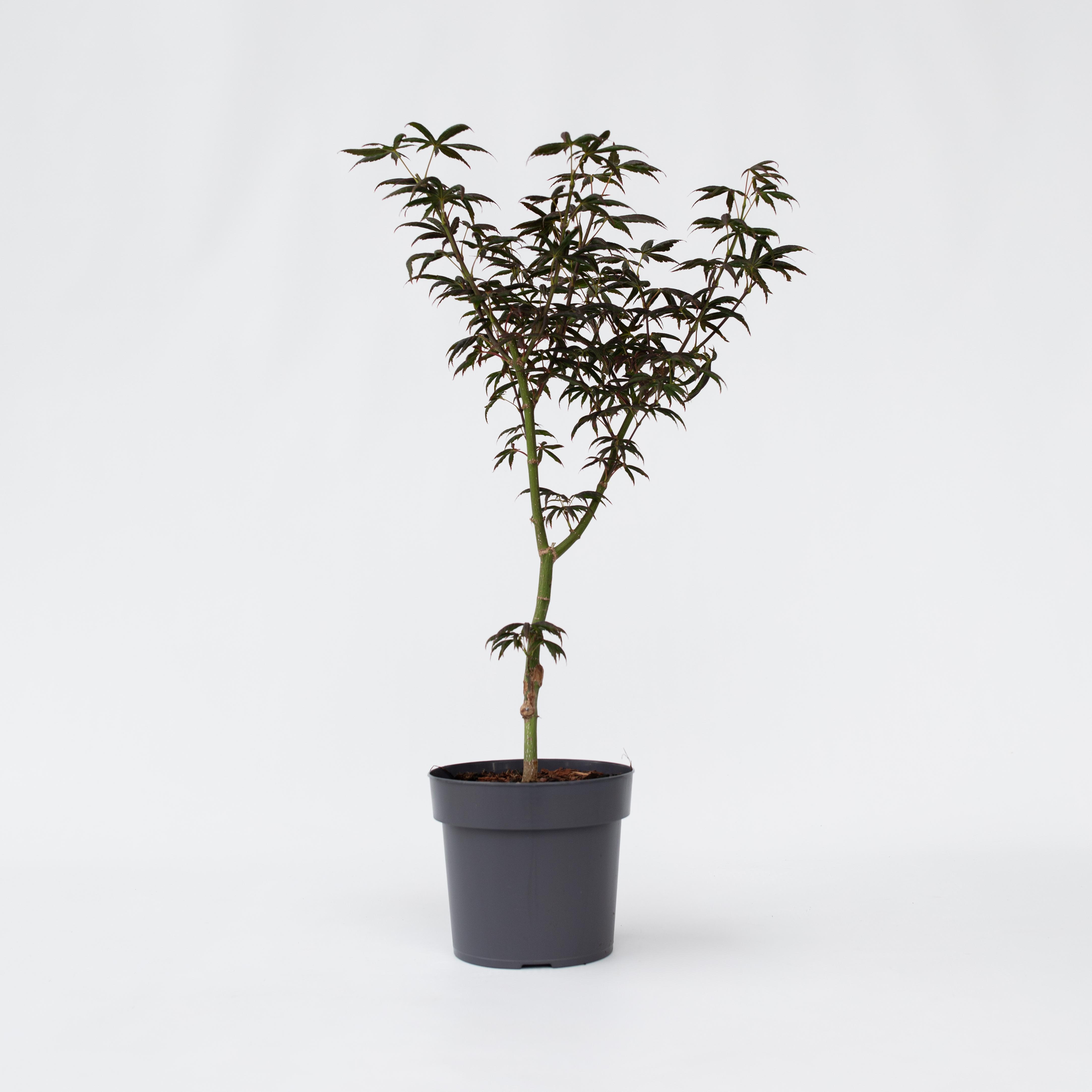 Plant in a Box - Japanischer Ahorn - Acer palmatum 'Starfish' - H&ouml;he 60-70cm - Topf 19cm 