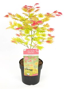 Plant in a Box - Japanischer Ahorn - Acer palmatum 'Moonrise' - Höhe 40-50cm - Topf 19cm 