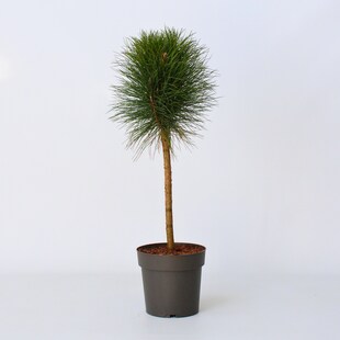 Plant in a Box - Pinie - Pinus 'Summer Breeze' - Höhe 70-80cm - Topf 24cm 