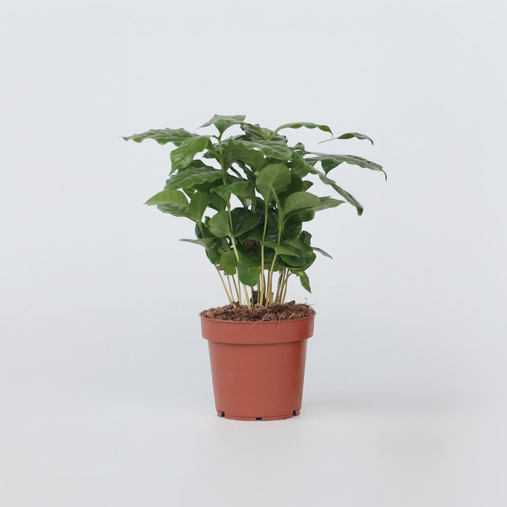 Plant in a Box - Kaffeepflanze - Coffea arabica - H&ouml;he 25-40cm - Topf 12cm 