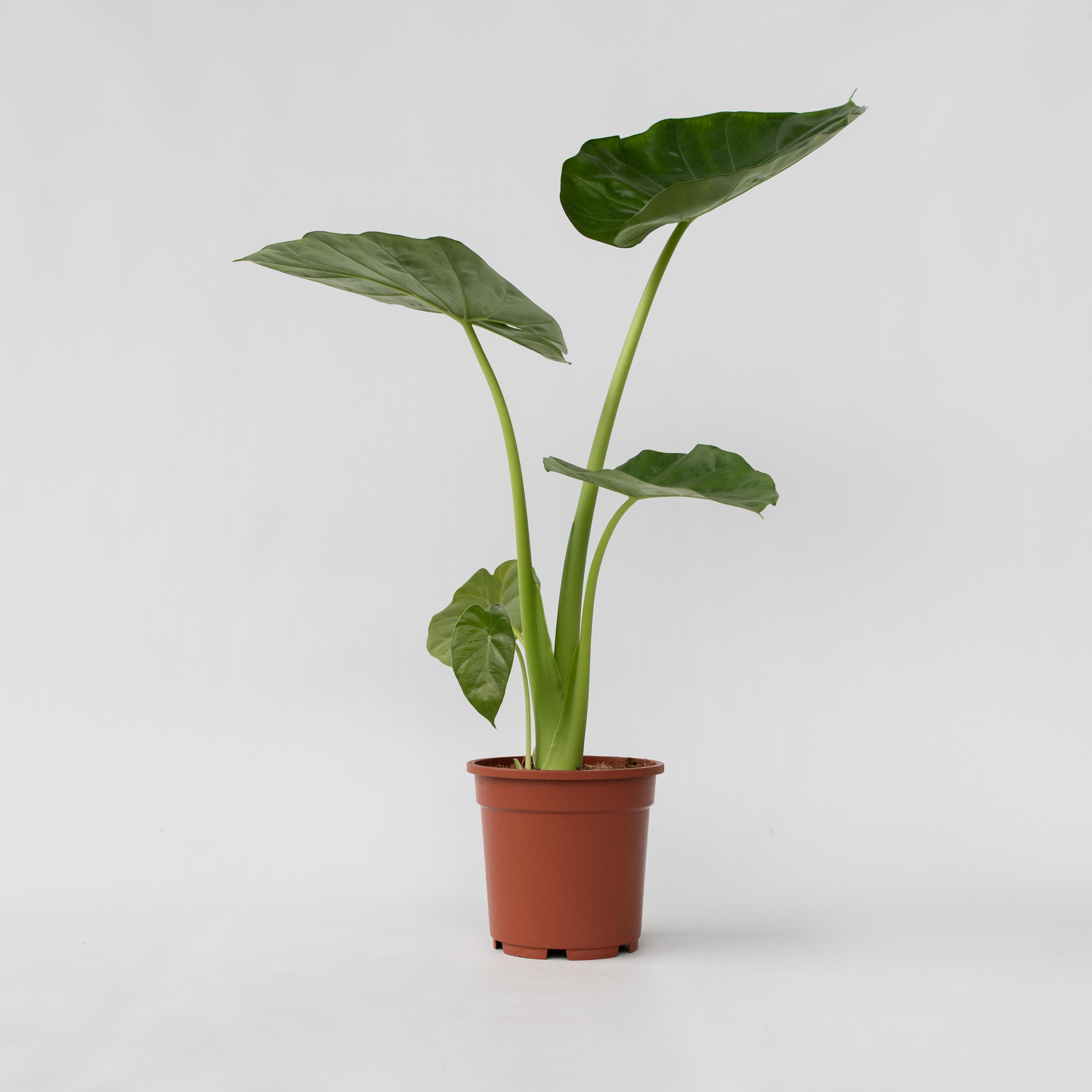 Plant in a Box - Alokasie - Alocasia 'Macrorrhizos' - H&ouml;he 60-70cm - Topf 17cm 