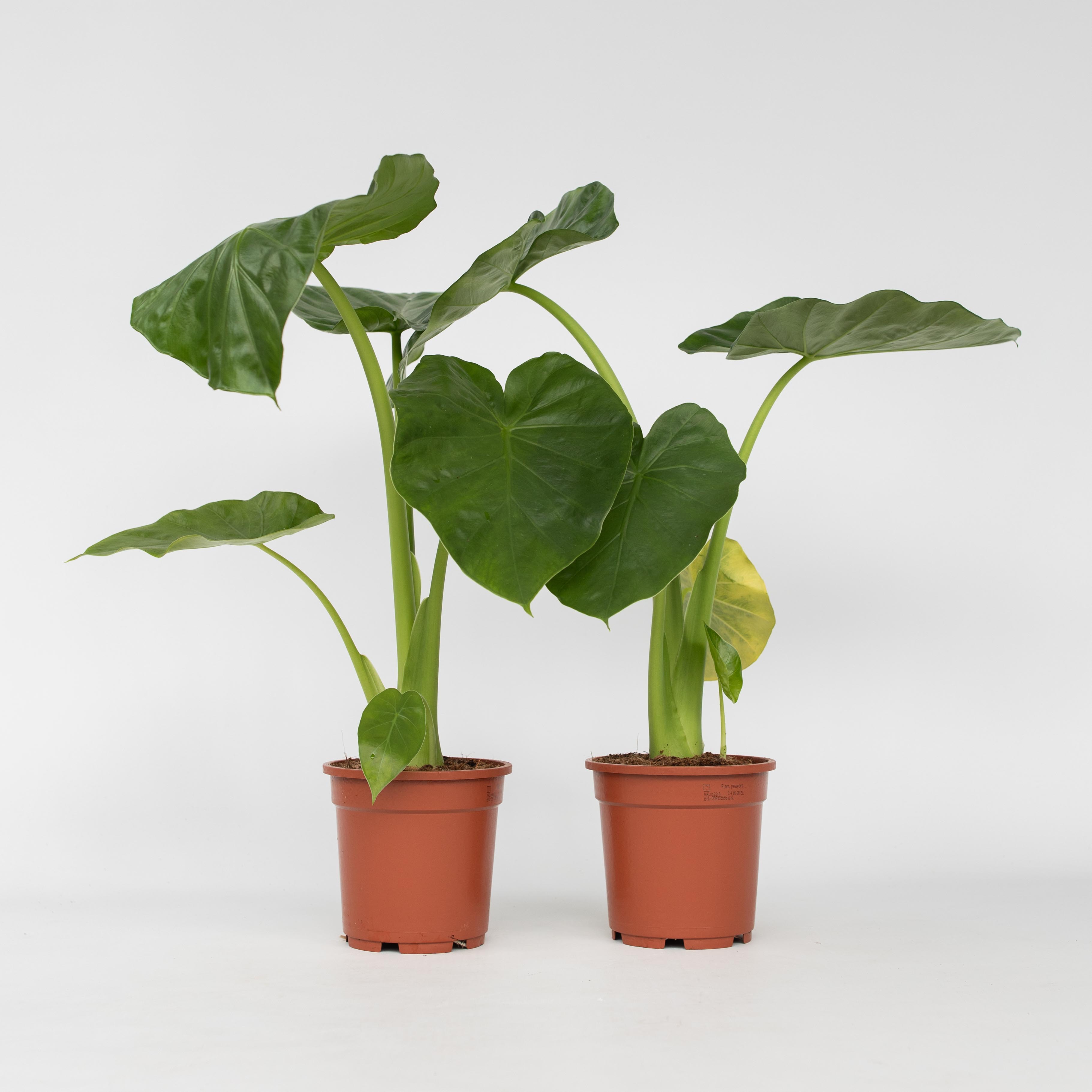 Plant in a Box - Alokasie - 2 Stk - Alocasia 'Macrorrhizos' - H&ouml;he 60-70cm - Topf 17cm 