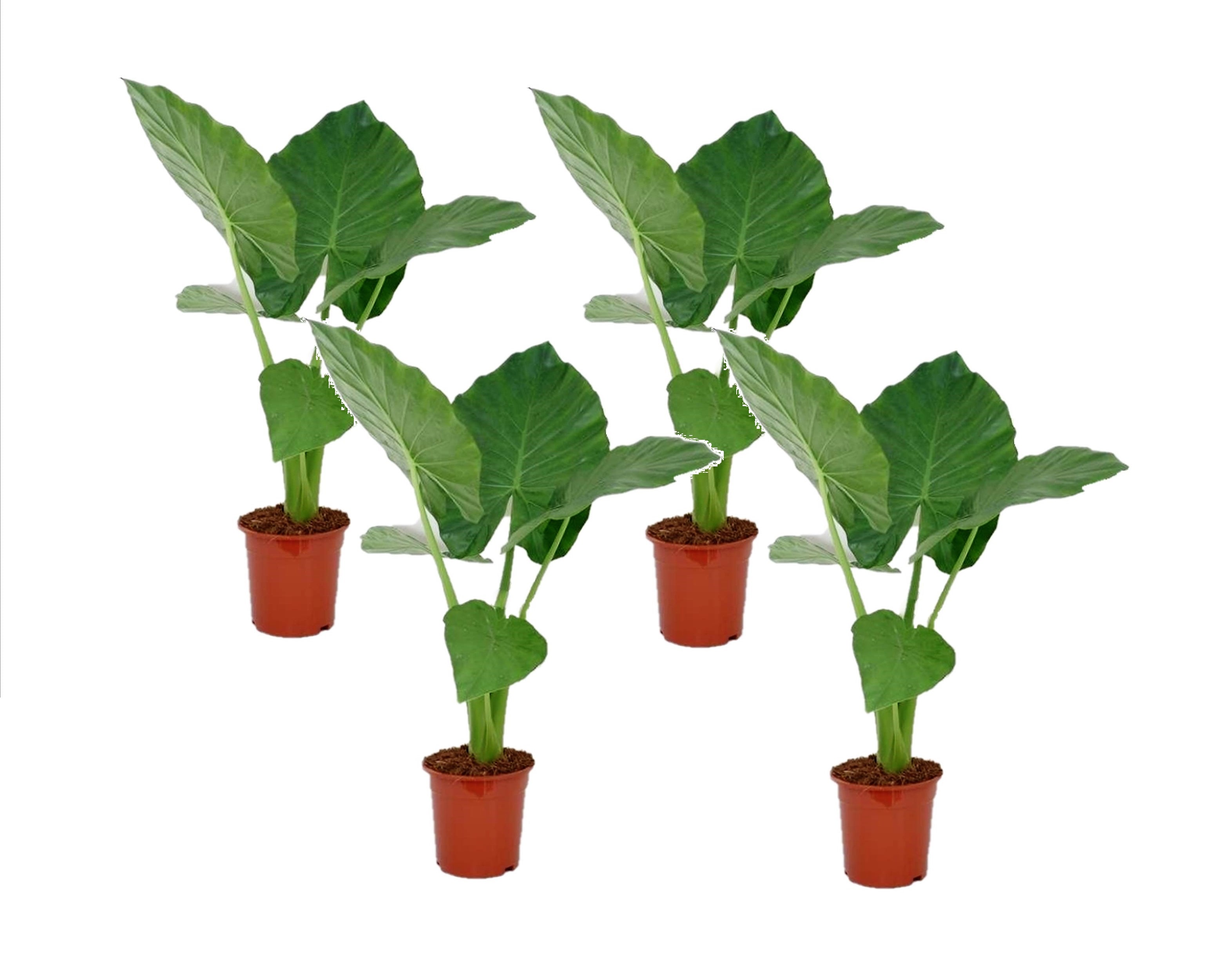 Plant in a Box - Alokasie - 4 Stk - Alocasia 'Macrorrhizos' - H&ouml;he 60-70cm - Topf 17cm 