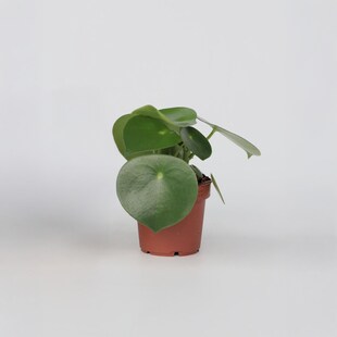 Plant in a Box - Großblättrige Zierpfeffer - Peperomia Polybotrya - Höhe 20-30cm - Pot 12cm 