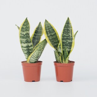 Plant in a Box - Bogenhanf - 2 Stk - Sansevieria 'Futura Superba' - Höhe 35-40cm - Topf 12cm 