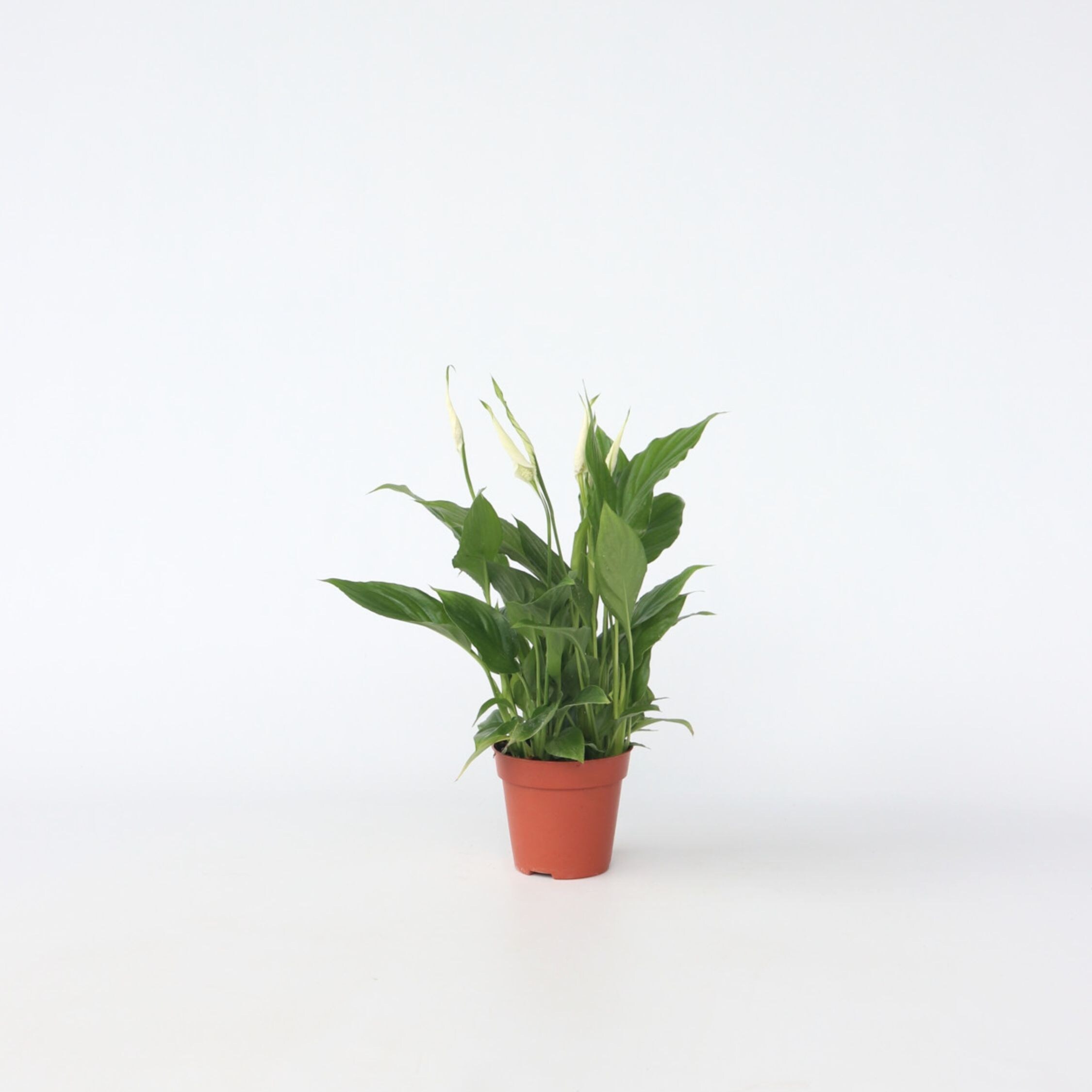 Plant in a Box - Friedenslilie - Einblatt - Spathiphyllum 'Torelli' - H&ouml;he 30-45cm - Topf 12cm 