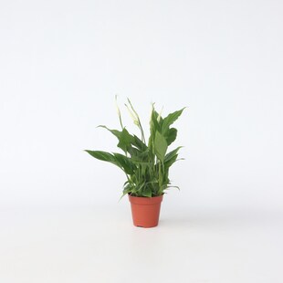 Plant in a Box - Friedenslilie - Einblatt - Spathiphyllum 'Torelli' - Höhe 30-45cm - Topf 12cm 