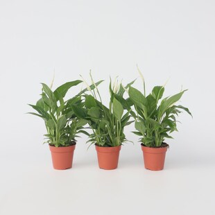 Plant in a Box - Friedenslilie - Einblatt - 3 Stk - Spathiphyllum Torelli - Höhe 30-45cm - Topf 12cm 