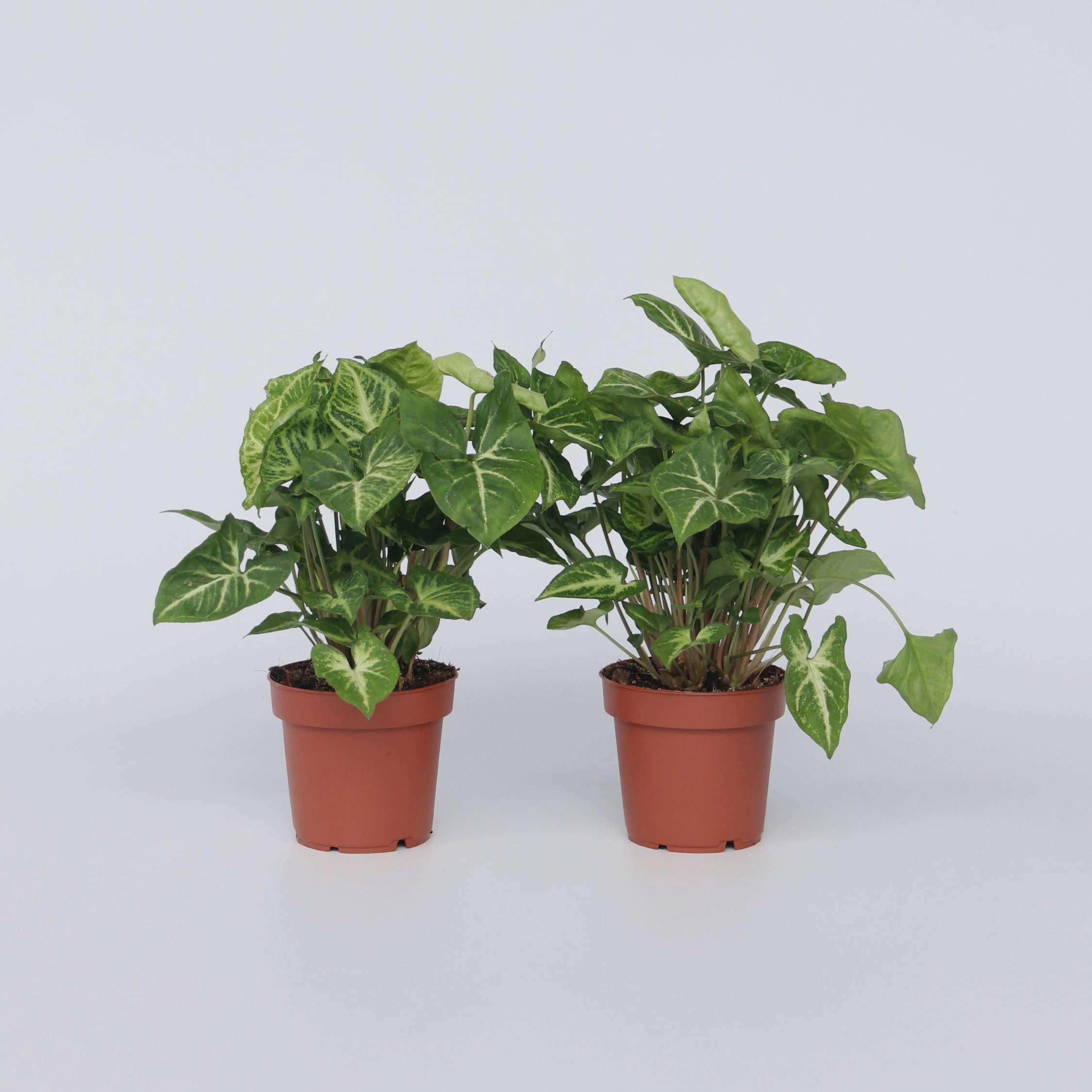 Plant in a Box - Purpurtute - 2 Stk - Syngonium podophyllum 'Pixie' - H&ouml;he 25-40cm - Topf 12cm 