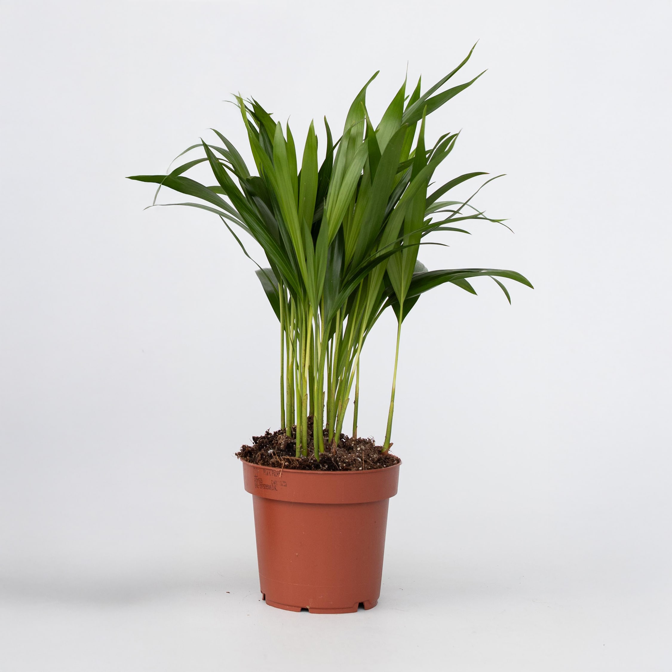 Plant in a Box - Goldfruchtpalme - Dypsis lutescens - H&ouml;he 30-45cm - Pot 12cm 
