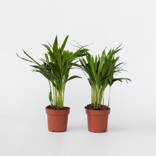 Plant in a Box - Goldfruchtpalme - 2 Stk - Dypsis lutescens - Höhe 30-45cm - Topf 12cm 